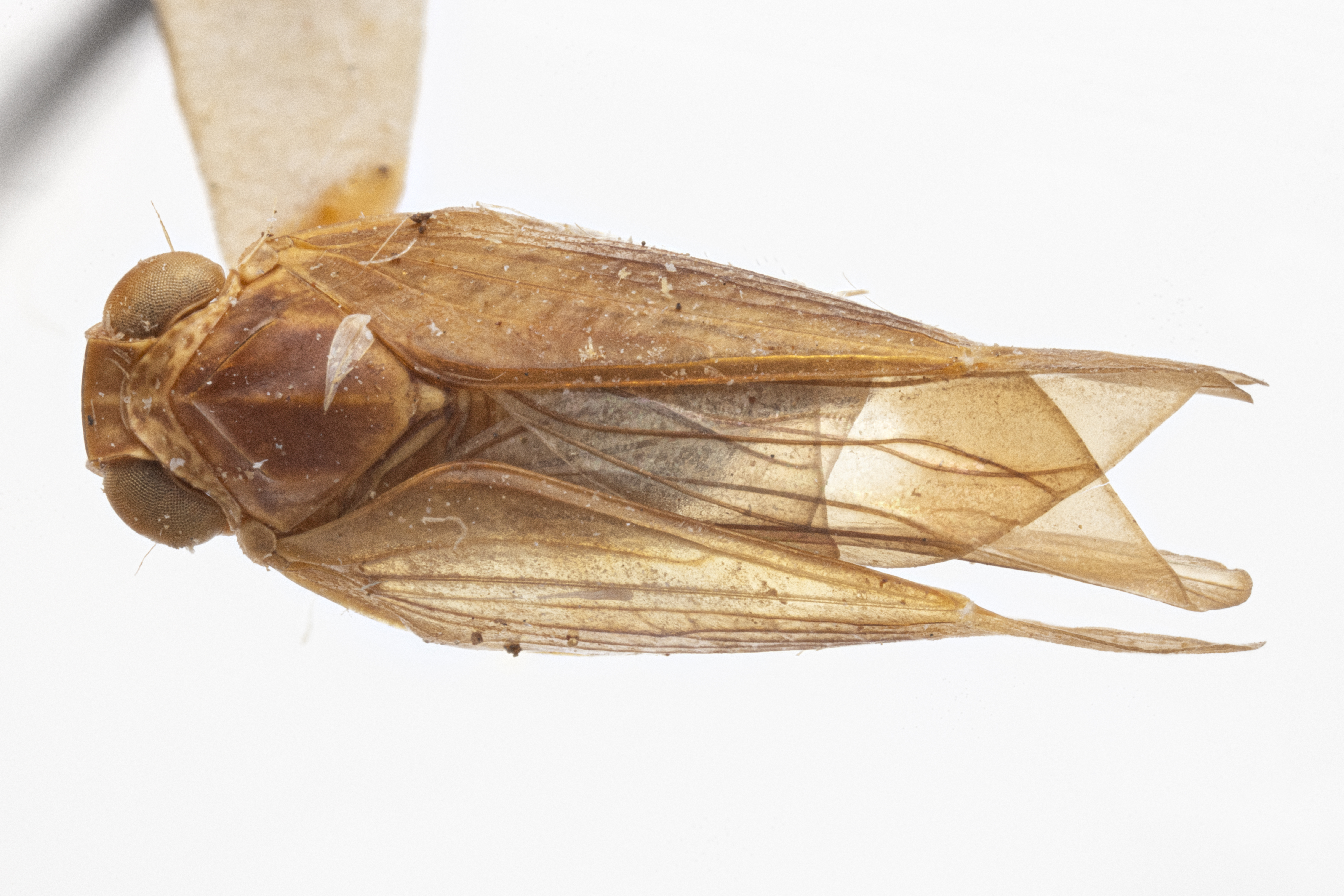 Habitus, dorsal view: (Observation).