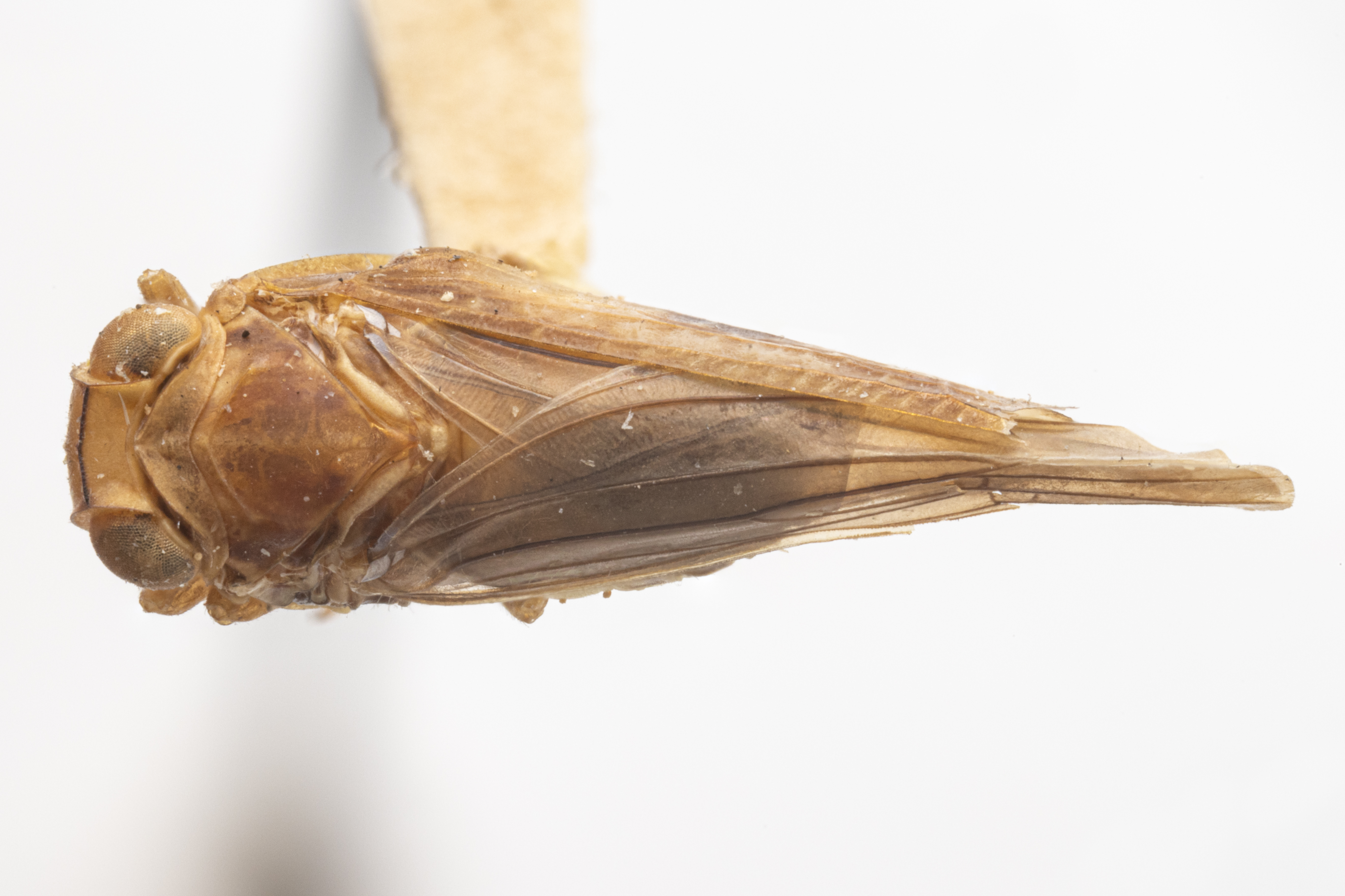 Habitus, dorsal view: (Observation).