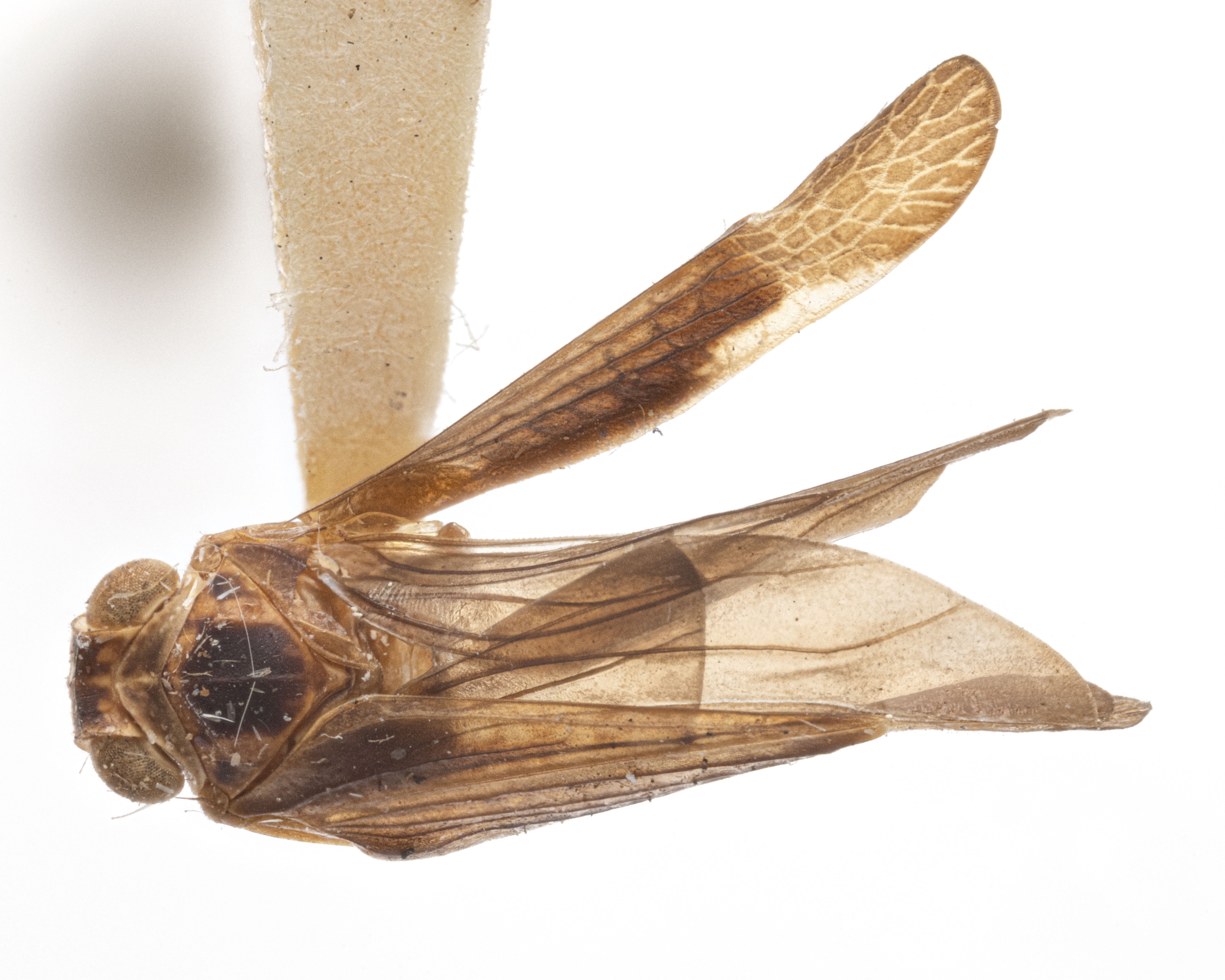 Habitus, dorsal view: (Observation).