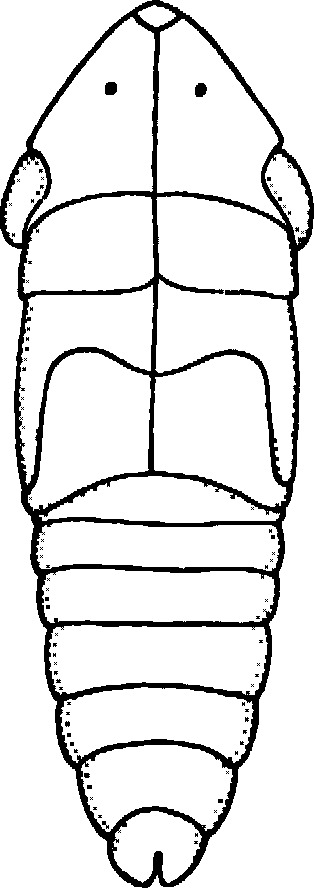 Nymph: !! display not done !! on Novothymbris Evans, 1941: (Observation).