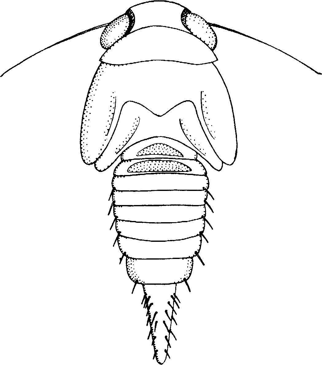 Nymph: !! display not done !! on Tartessus Stål, 1865: (Observation).