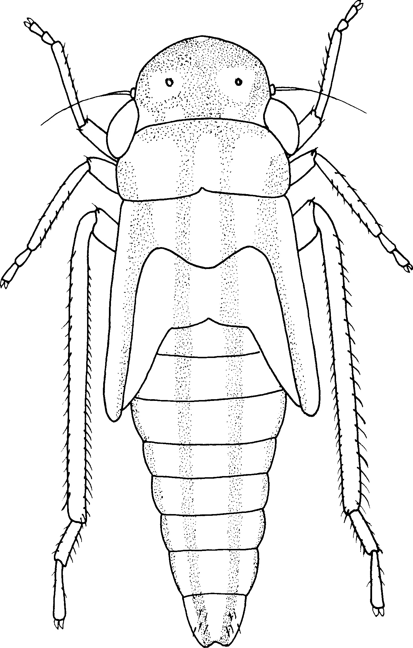 Nymph: !! display not done !! on Cofana Melichar, 1926: (Observation).