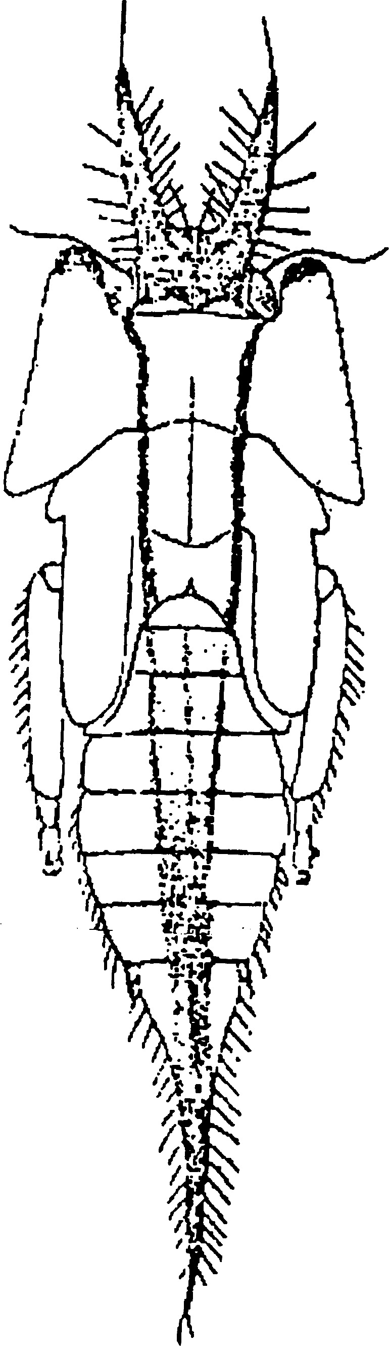 Nymph: (Observation).