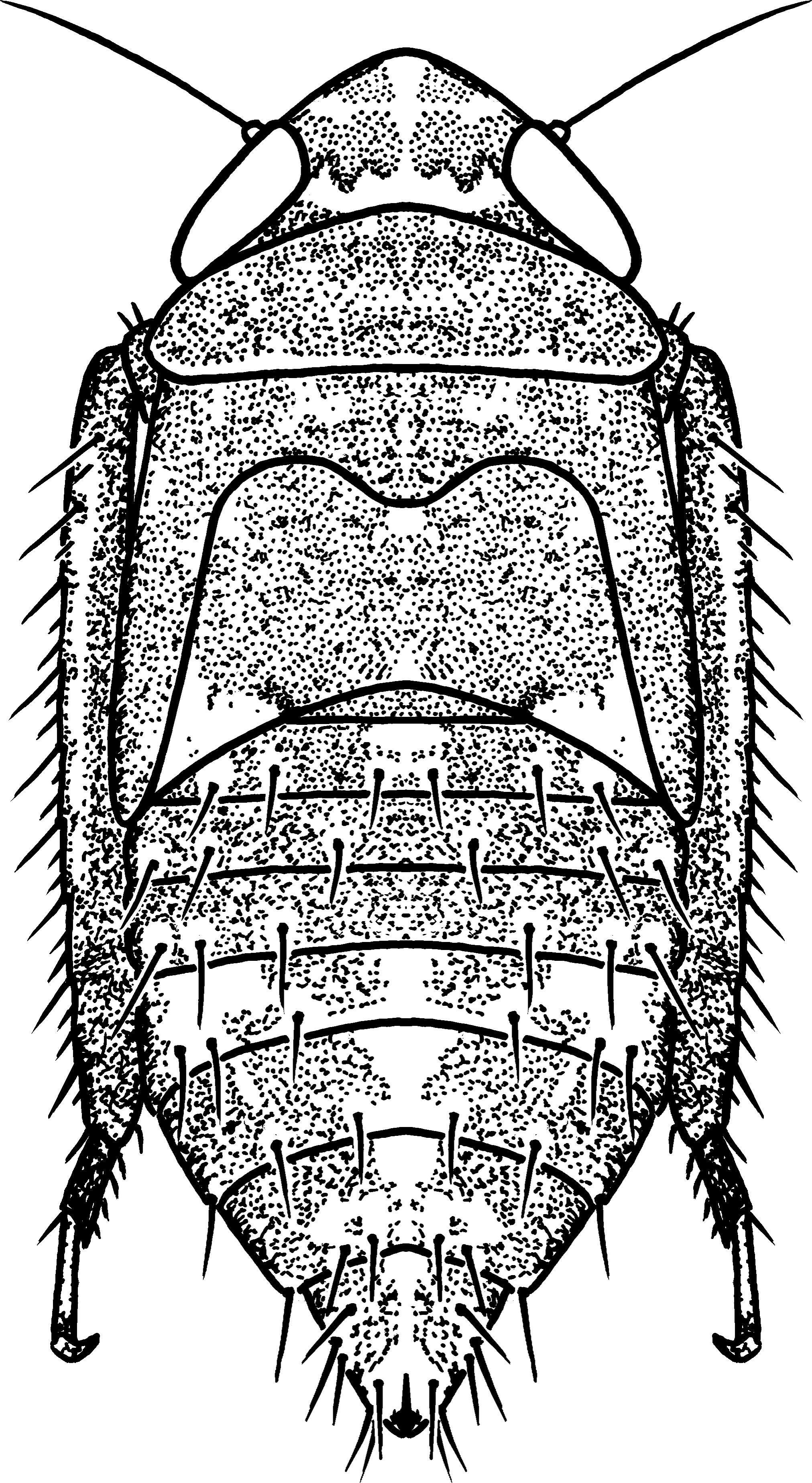 Nymph: (Observation).