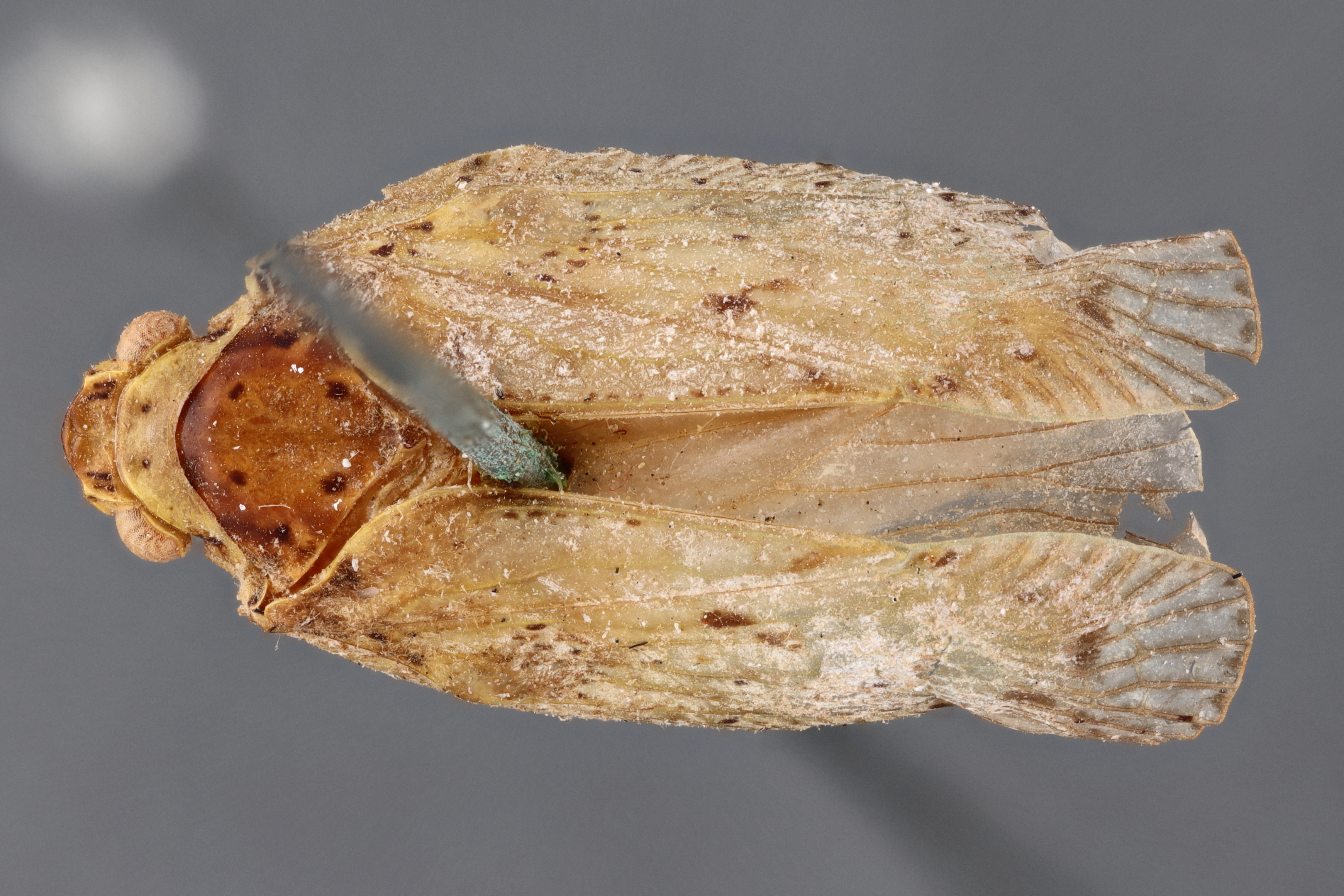 Habitus, dorsal view: (Observation).