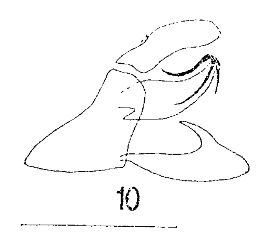 Aedeagus, lateral view: (Observation).