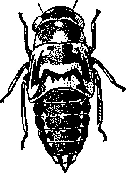 Nymph: (Observation).