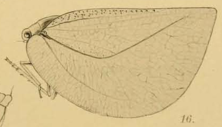 Habitus, lateral view: (Observation).