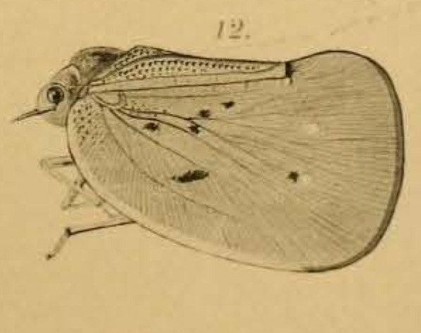 Habitus, lateral view: !! display not done !! on Flatina rubrotincta (Haglund, 1899): (Observation).