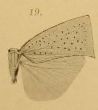 Habitus, dorsal view: !! display not done !! on Flata ocellata (Fabricius, 1775): (Observation).