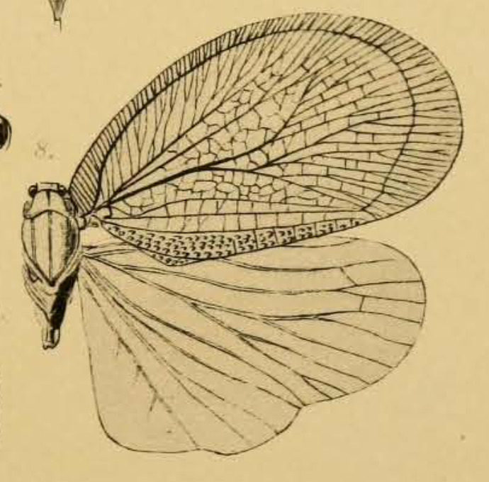 Habitus, dorsal view: !! display not done !! on Flatosoma signoreti Melichar, 1902: (Observation).