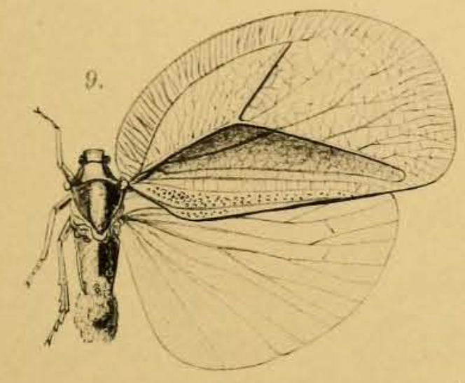 Habitus, dorsal view: (Observation).