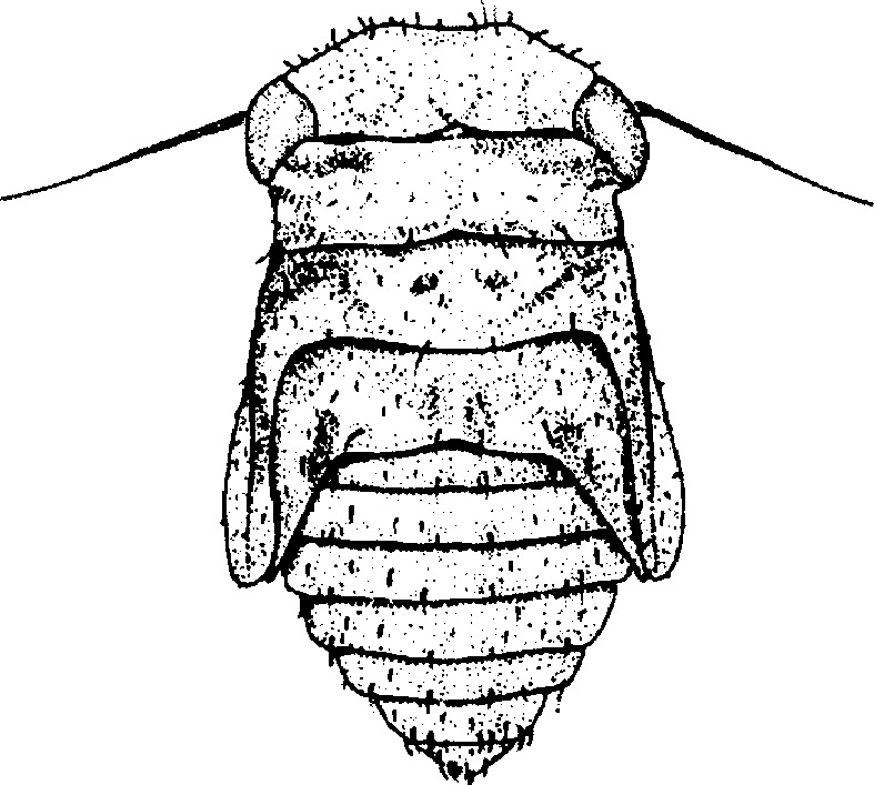 Nymph: (Observation).