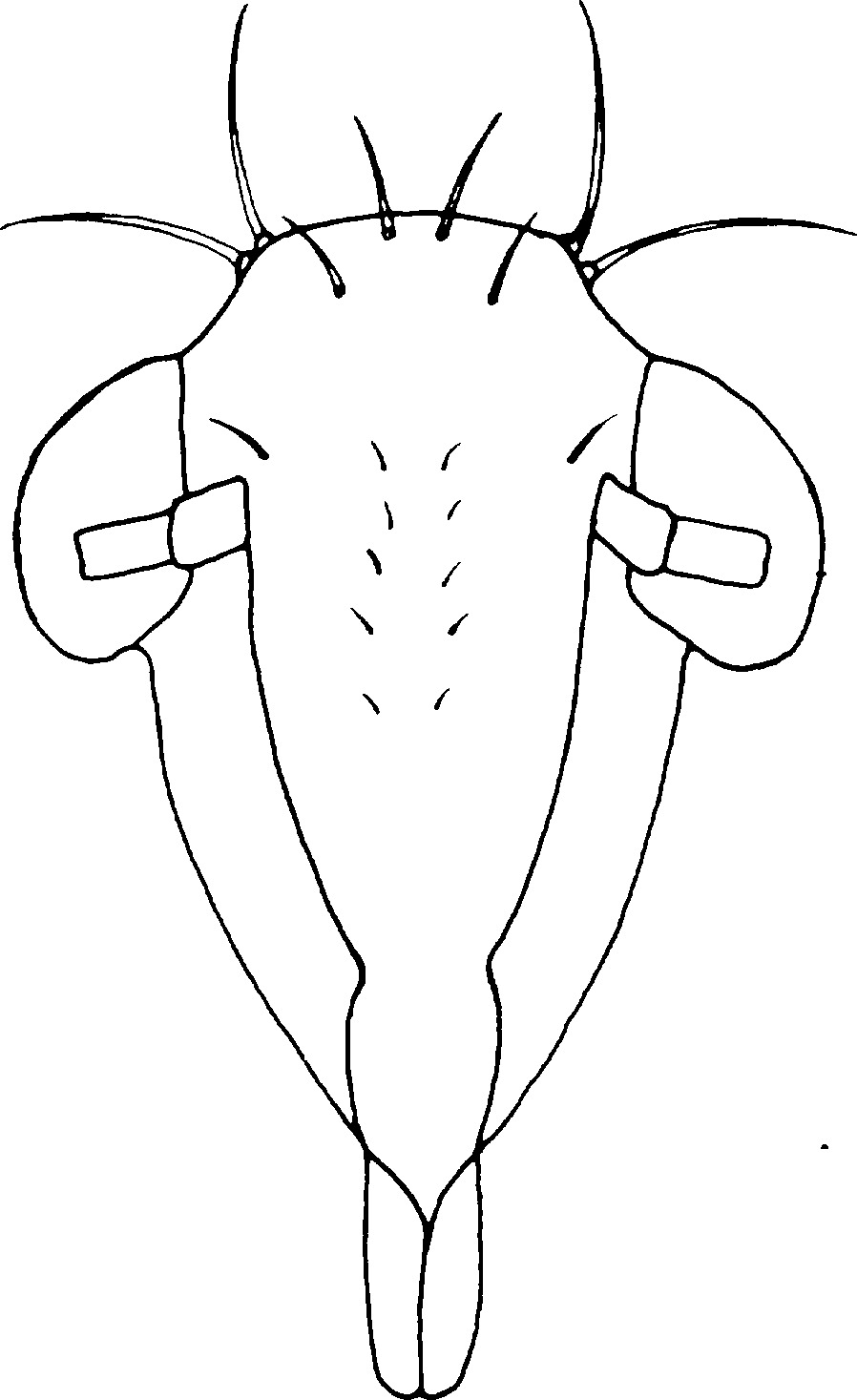 Nymph: !! display not done !! on Edwardsiana Zakhvatkin, 1929: (Observation).