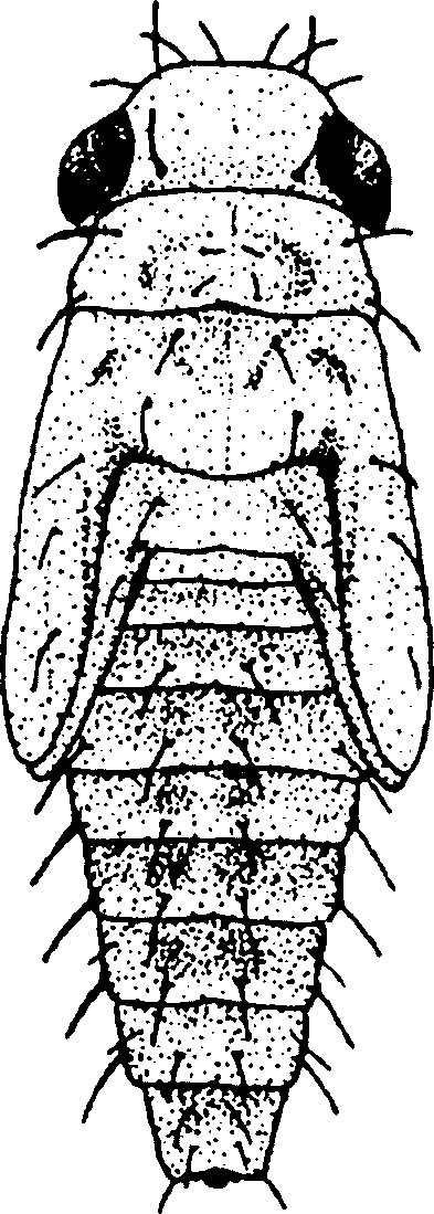 Nymph: (Observation).