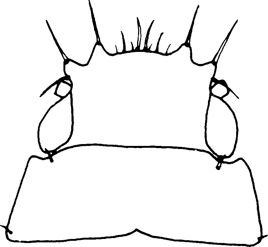 Nymph: (Observation).