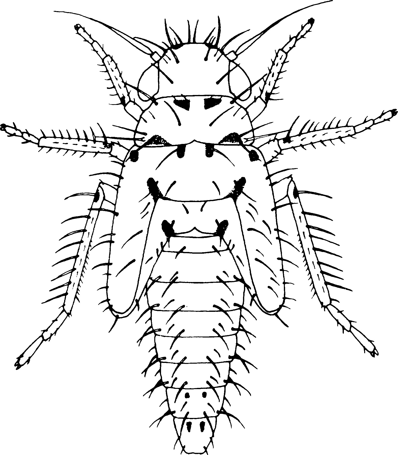 Nymph: !! display not done !! on Linnavuoriana Dlabola, 1958: (Observation).