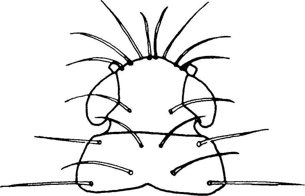 Nymph: (Observation).