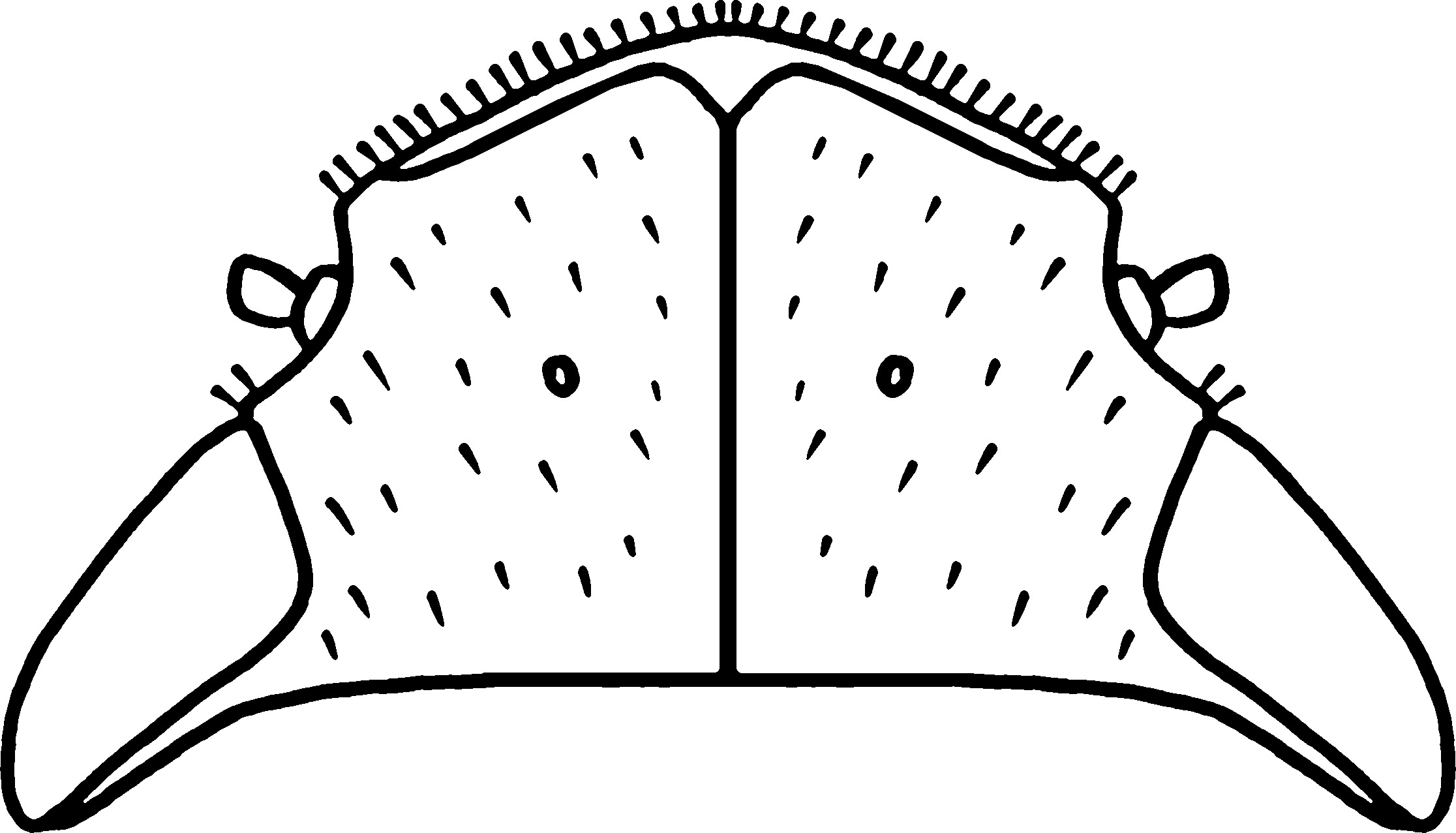 Nymph: (Observation).