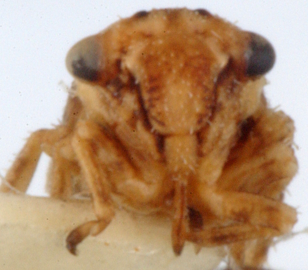 Nymph: !! display not done !! on Agallia Curtis, 1833: (Observation).