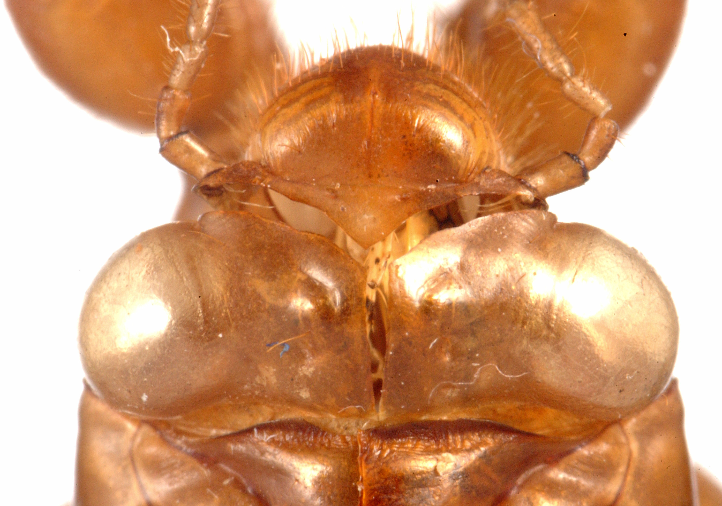 Nymph: (Observation).