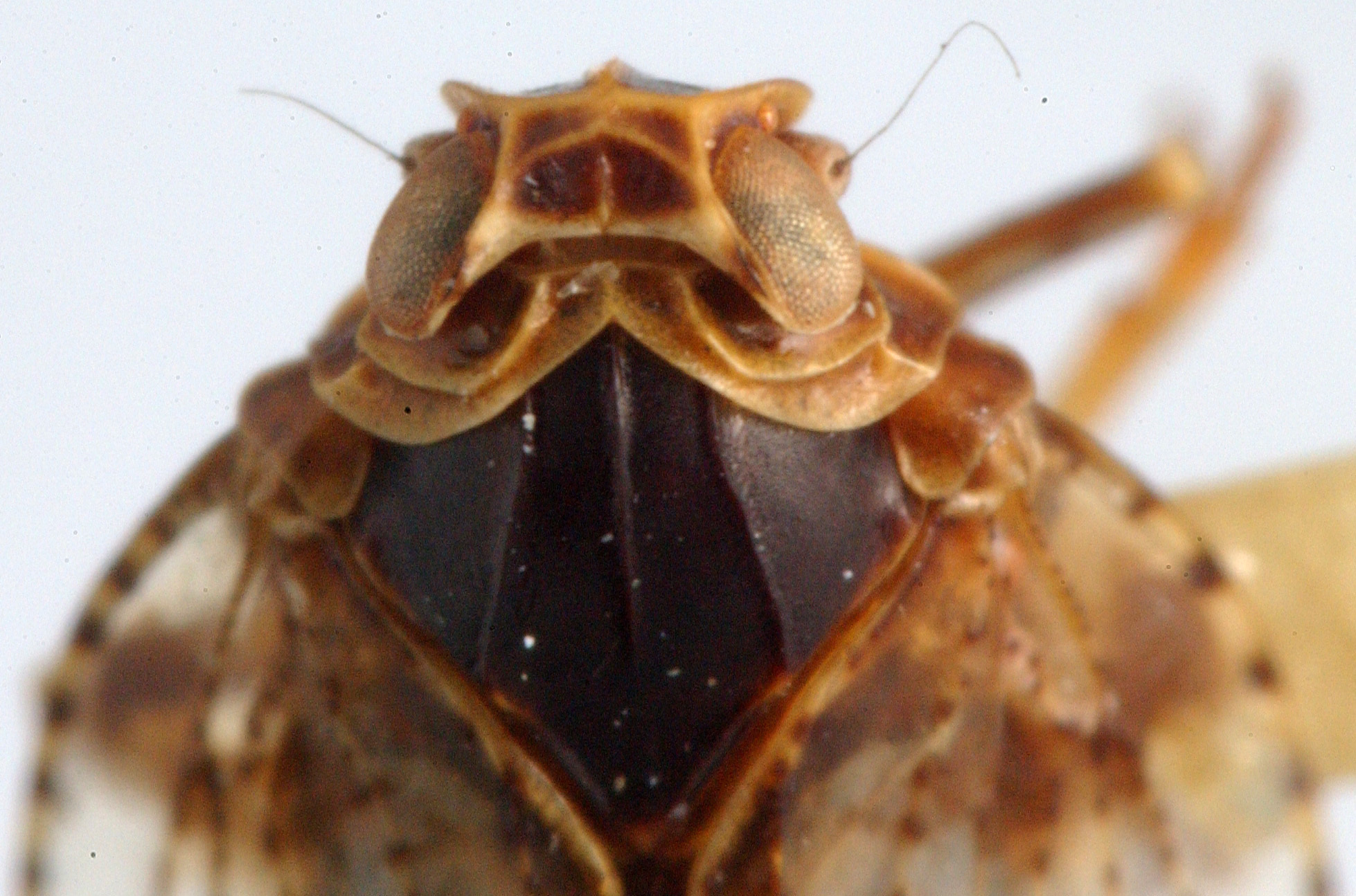 Head: (Observation).
