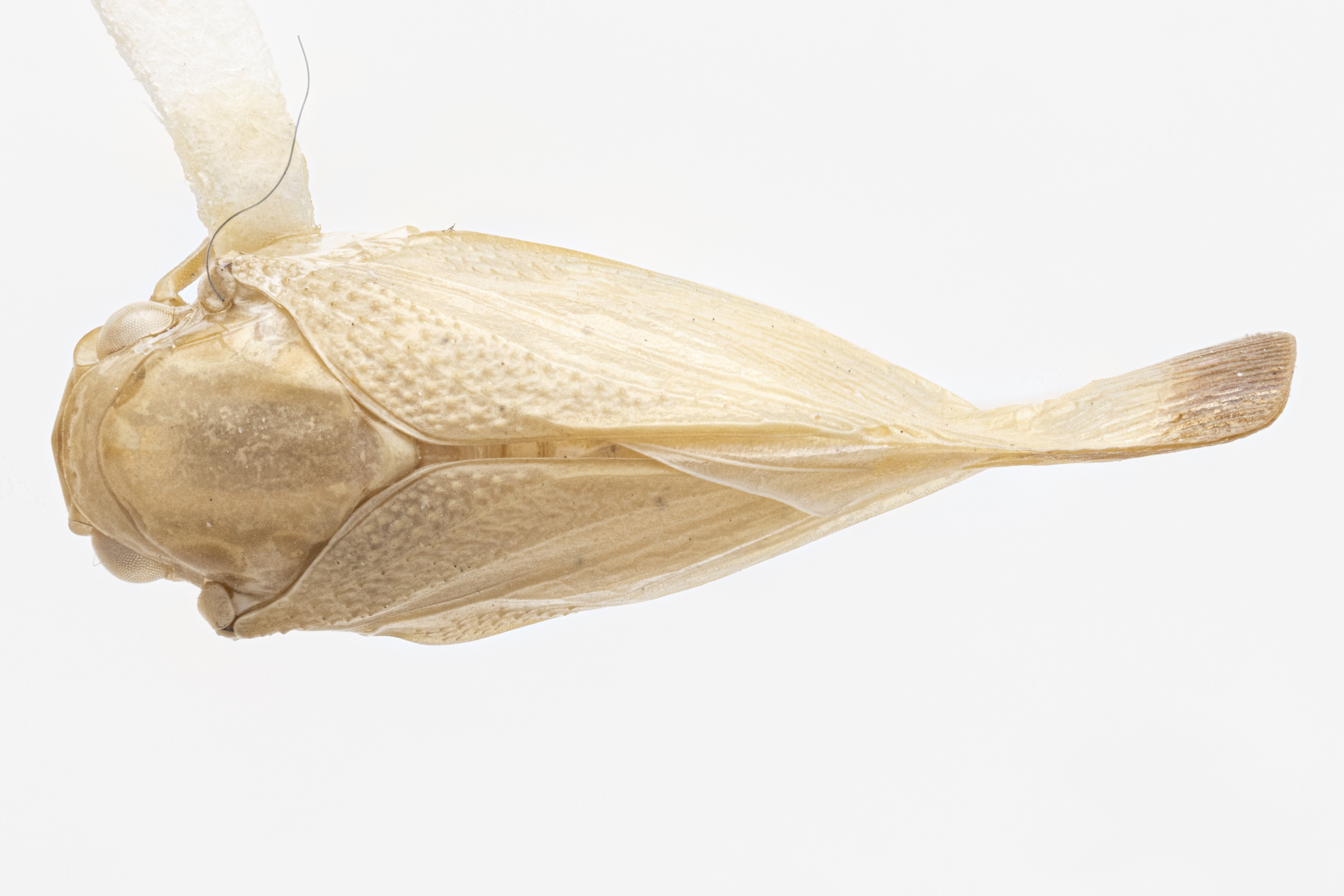 Habitus, dorsal view: (Observation).