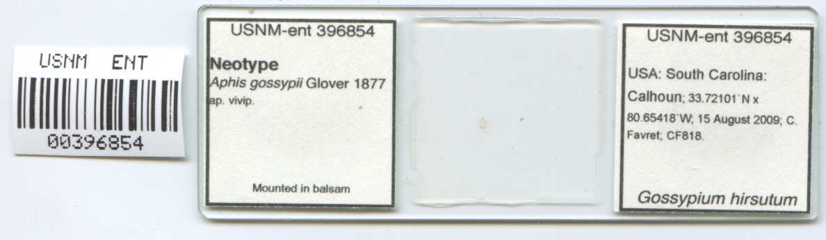 CollectionObject 1949133; a1fcdeac-9209-44ed-8490-3bdc713c9a09, NMNH Ent-396854: Neotype slide of Aphis gossypii. (CollectionObject).