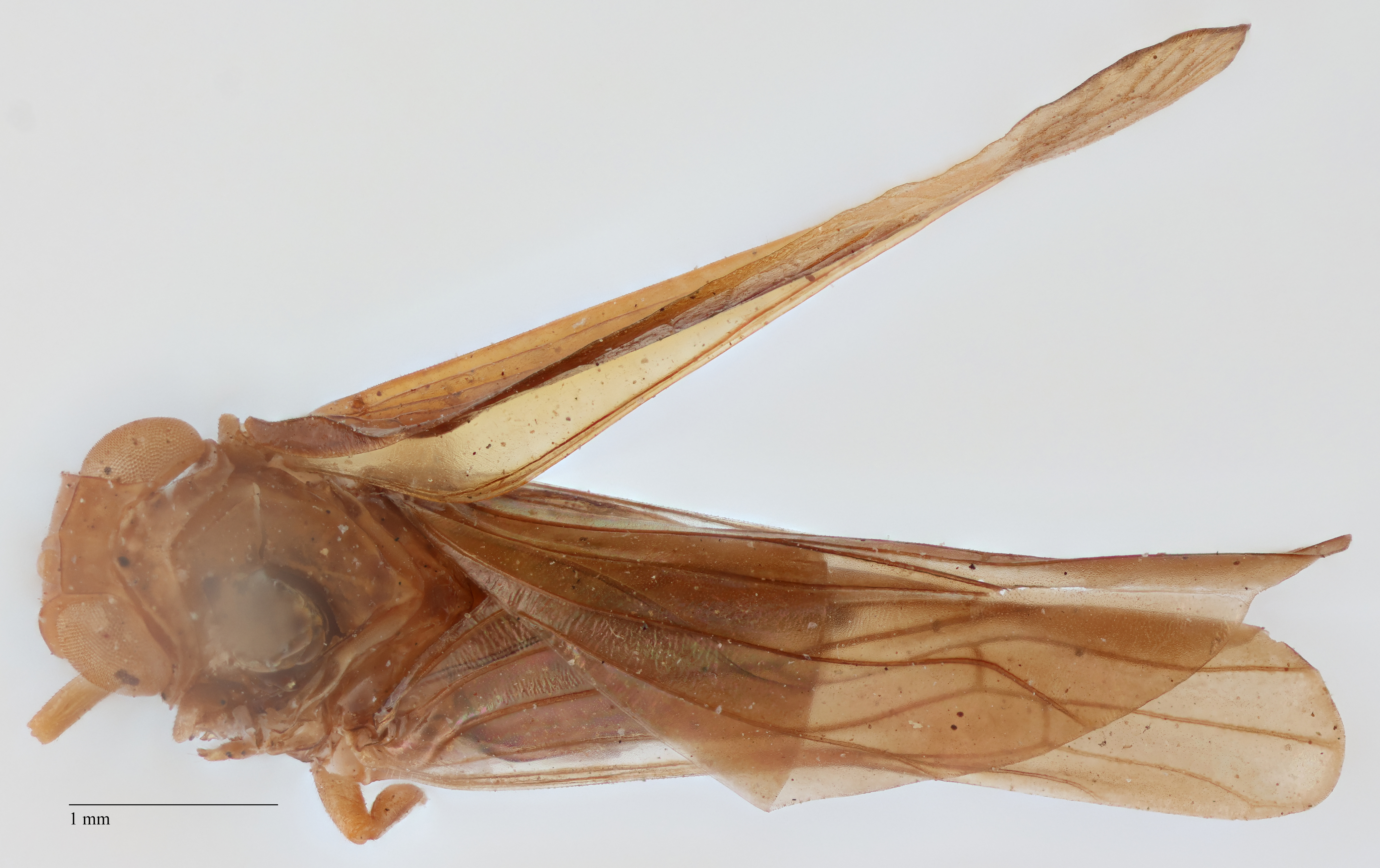 Habitus, dorsal view: !! display not done !! on Colpoptera rustica (Fabricius, 1803): (Observation).