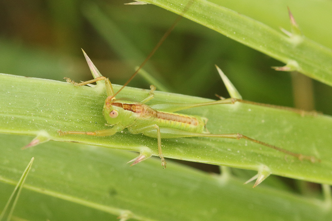 CollectionObject 1952079; 840d8944-6417-43d9-8a6d-6d921dd2c1b1, MLP-OR-3242: male in situ (holotype). (CollectionObject).