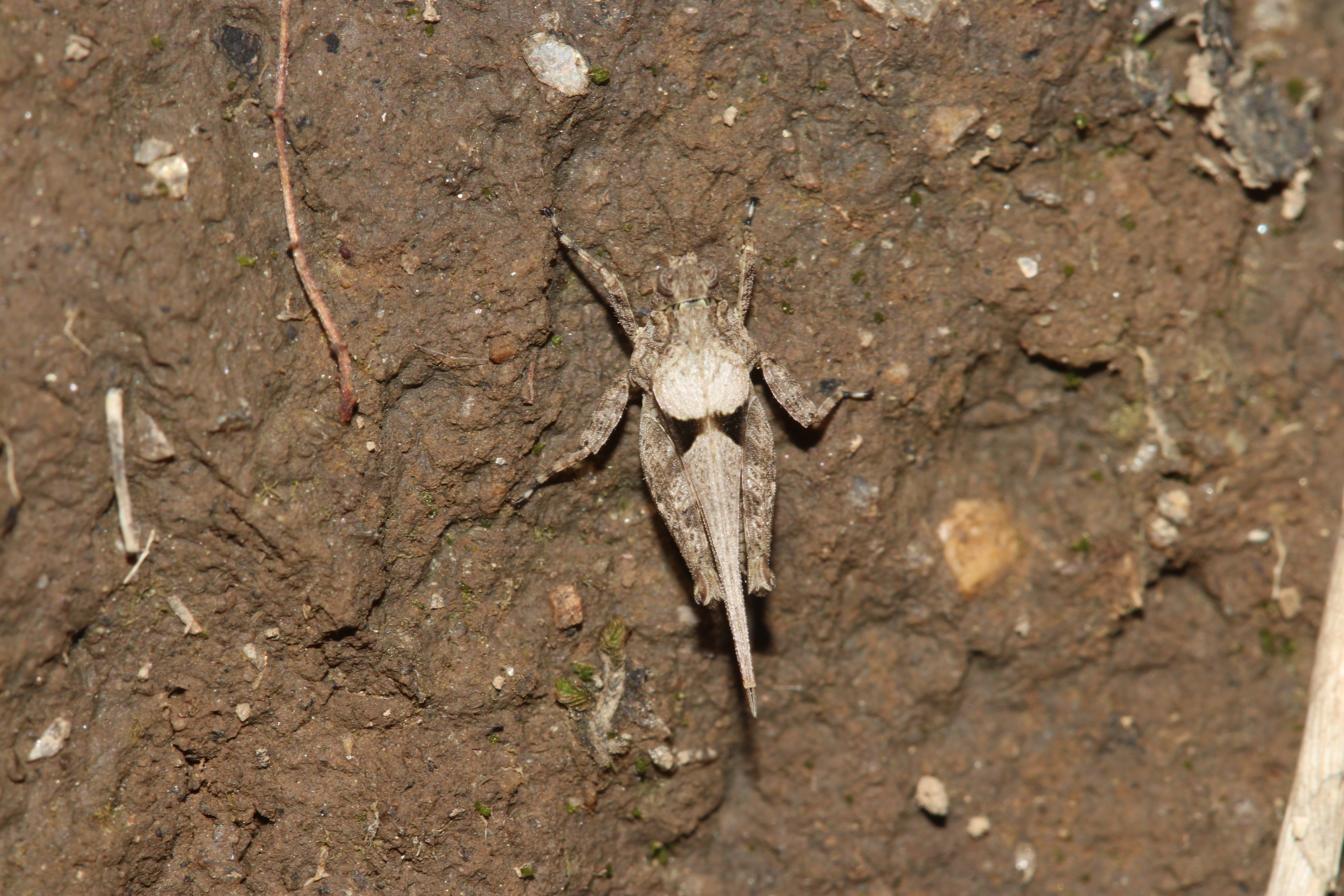 Lamellitettigodes jhalakmani Subedi, Kasalo & Skejo, 2024: Paratype 3 (♂)of Lamellitettigodes jhalakmani Subedi, Kasalo & Skejo, 2024 in natural habitat (Dirt road amidst forest) in the Shivapuri Nagarjun National Park (27°48ʹ54.9ʺN 85°19ʹ35.0ʺE; 1925 masl). (Otu).