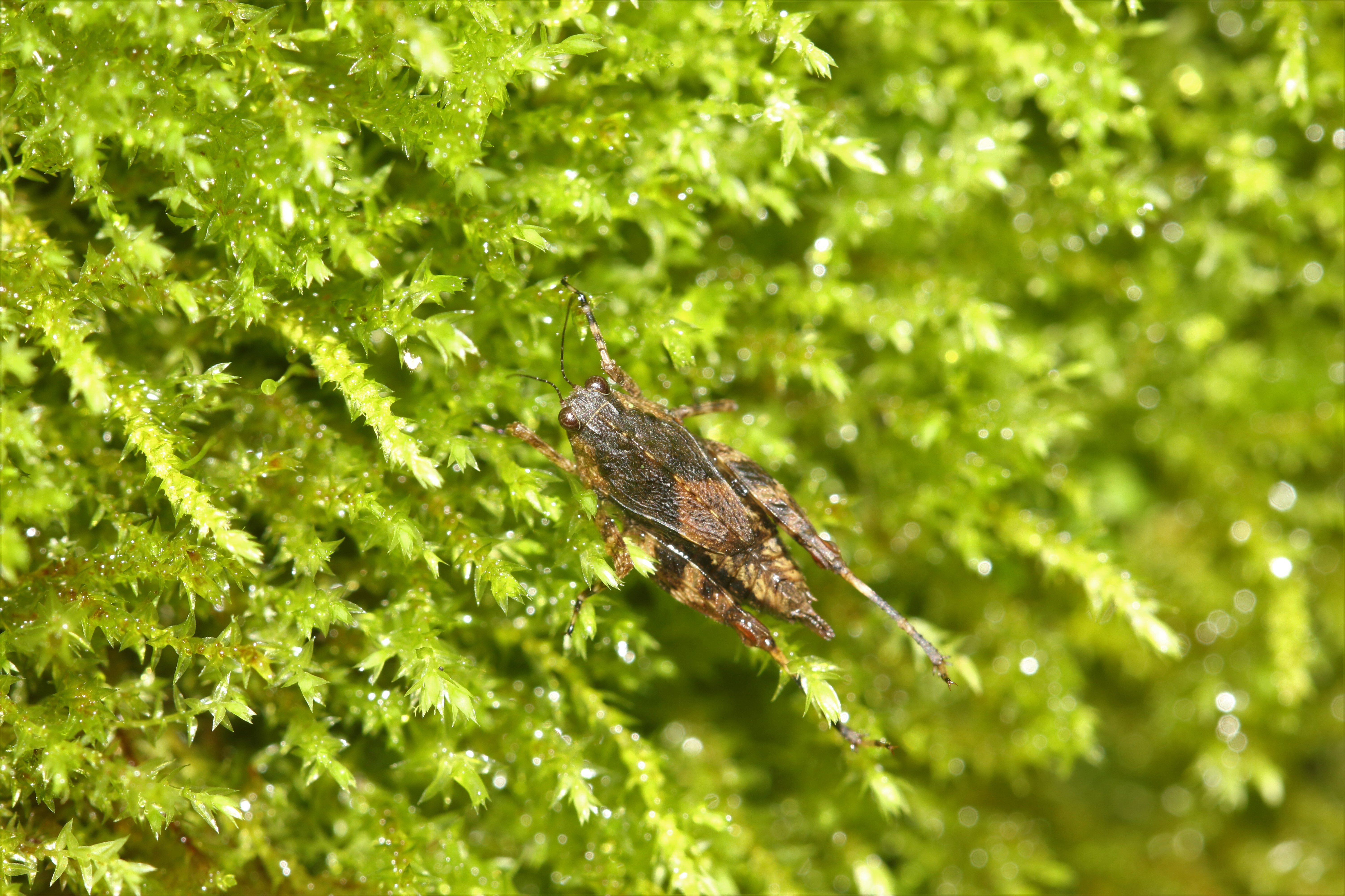 Skejotettix mahajodi Subedi, Kasalo & Skejo, 2024: Holotype (♀) of Skejotettix mahajodi Subedi, Kasalo & Skejo, 2024 in its type locality (Dirt road amidst forest) in the Shivapuri Nagarjun National Park, Nepal (27°48ʹ54.9ʺN 85°19ʹ35.0ʺE; 1925 masl). (Otu).