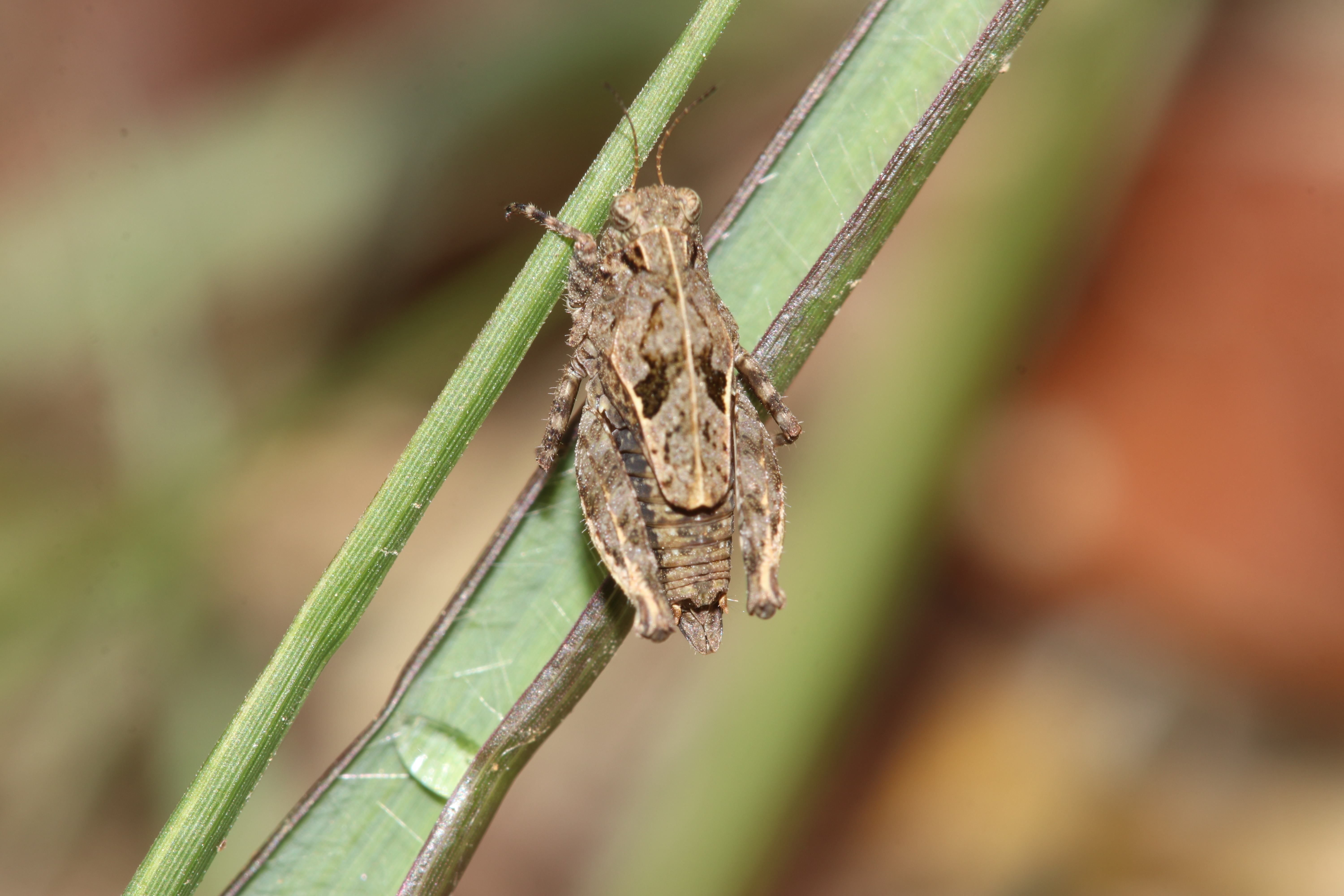 Skejotettix mahendrai Subedi, Kasalo & Skejo, 2024: Holotype (♂) of Skejotettix mahendrai Subedi, Kasalo & Skejo, 2024 in its type locality (Dirt road near Dhap dam with fallen leaves) in the Shivapuri Nagarjun National Park, Nepal (27°48ʹ32.9ʺN 85° 27ʹ40.6ʺE; 2090 masl). (Otu).
