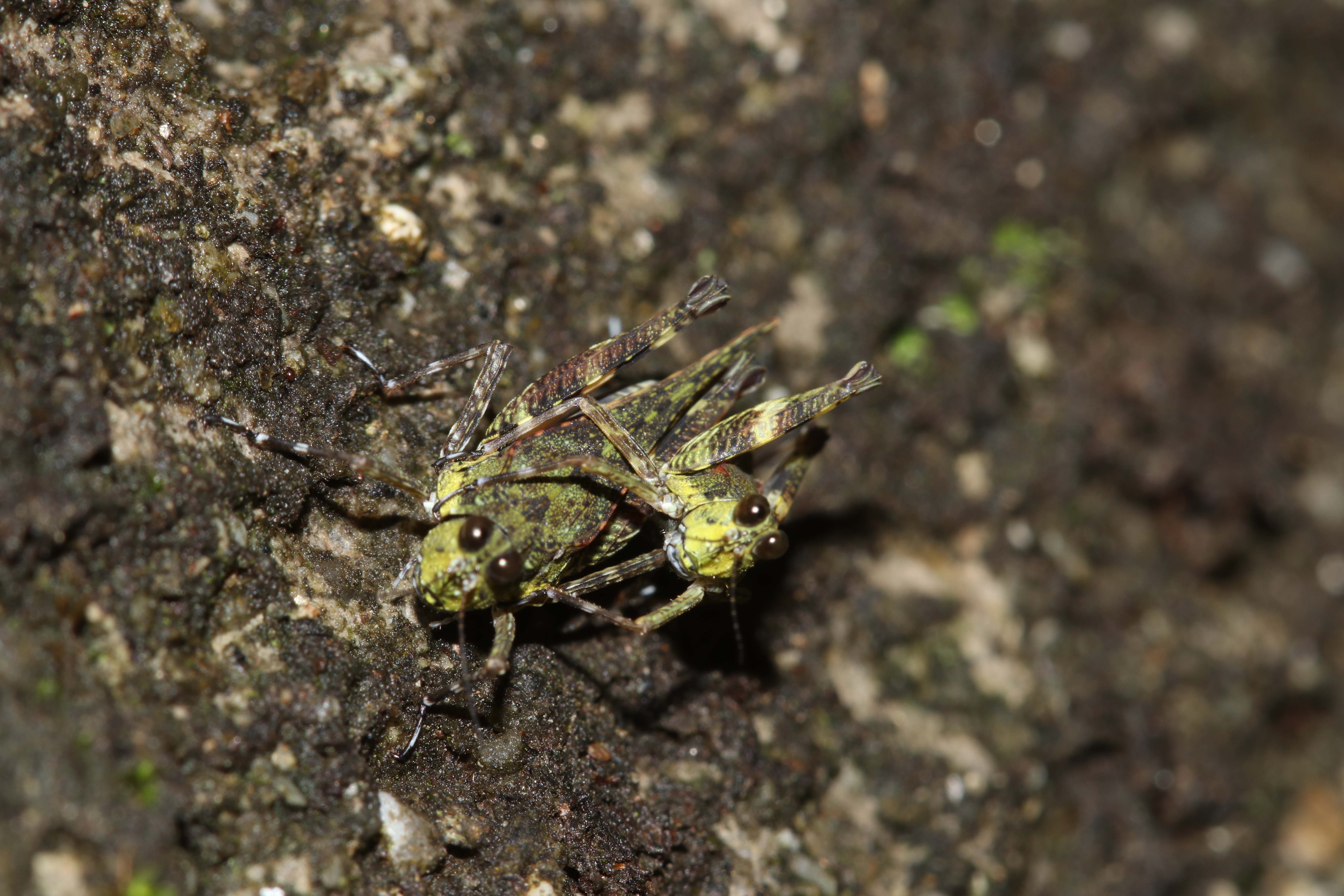 Hebarditettix sanduki Subedi, Kasalo & Skejo, 2024: Mating pair in natural habitat (RCC trail side with moss growth and fallen dry leaves amidst Schima forest) in the Shivapuri Nagarjun National Park (27°46ʹ10.0ʺN 85°25ʹ29.2ʺE; 1605 masl). (Otu).