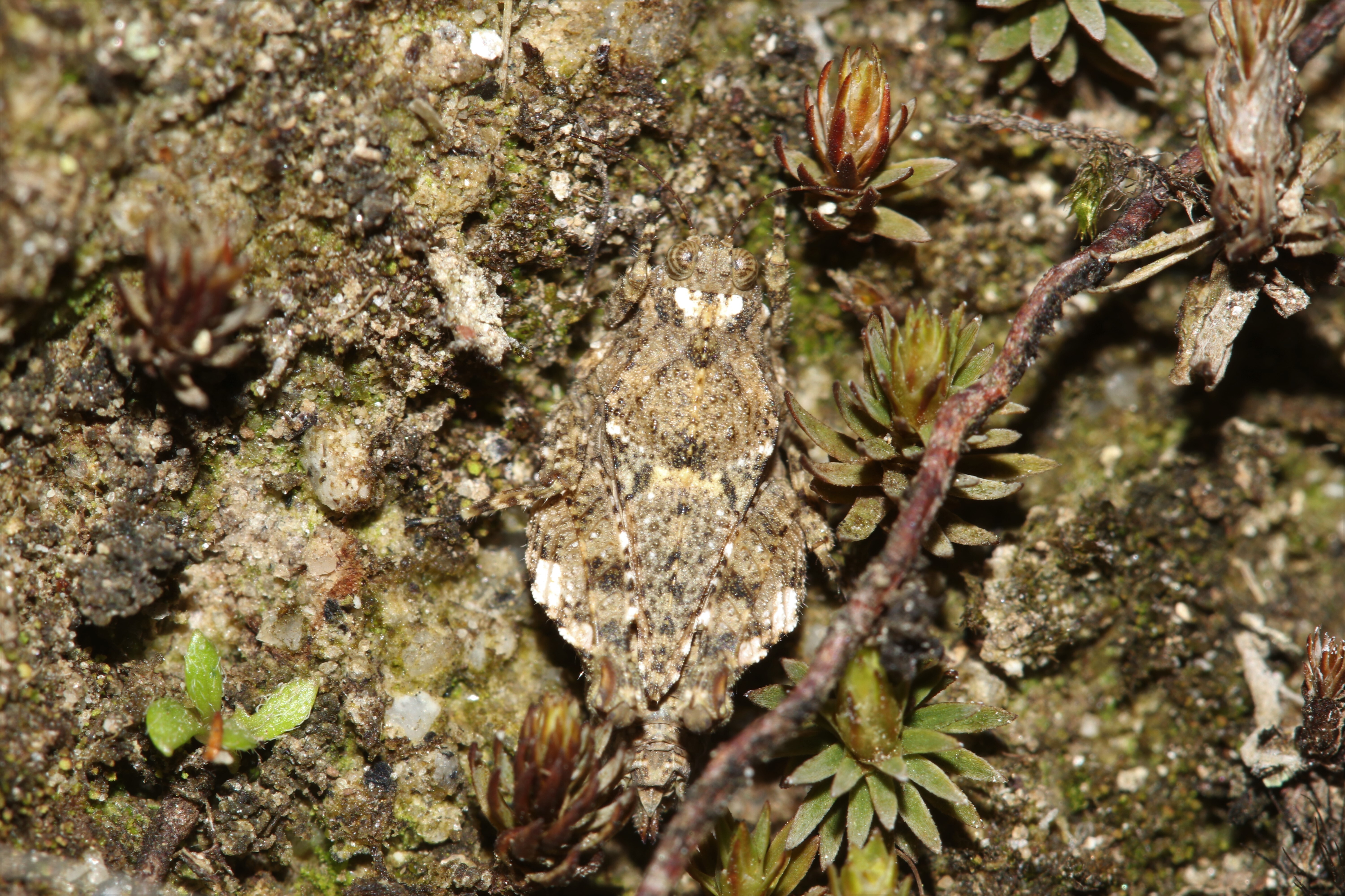Skejotettix kasalo Subedi, 2023: A female in natural habitat (Walls of dirt road with moss growth) in Kateijar, Ramaroshan, Achham, Nepal (29.22714°N, 81.45573°E; 2,170 masl). (Otu).