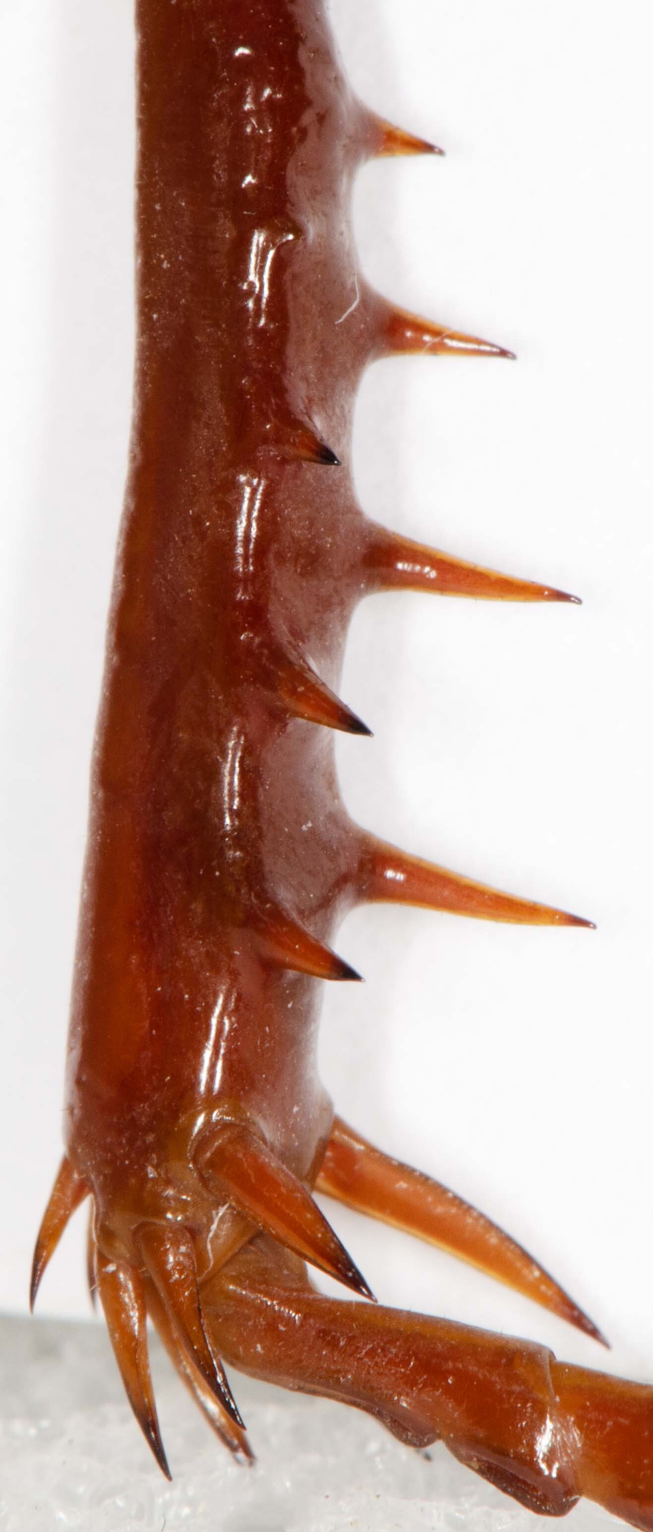 CollectionObject 1956959; 8ab24674-5ce6-4912-bada-c705b5ccda0e, CASENT 20223: Left hind leg tibia, holotype female. (CollectionObject).