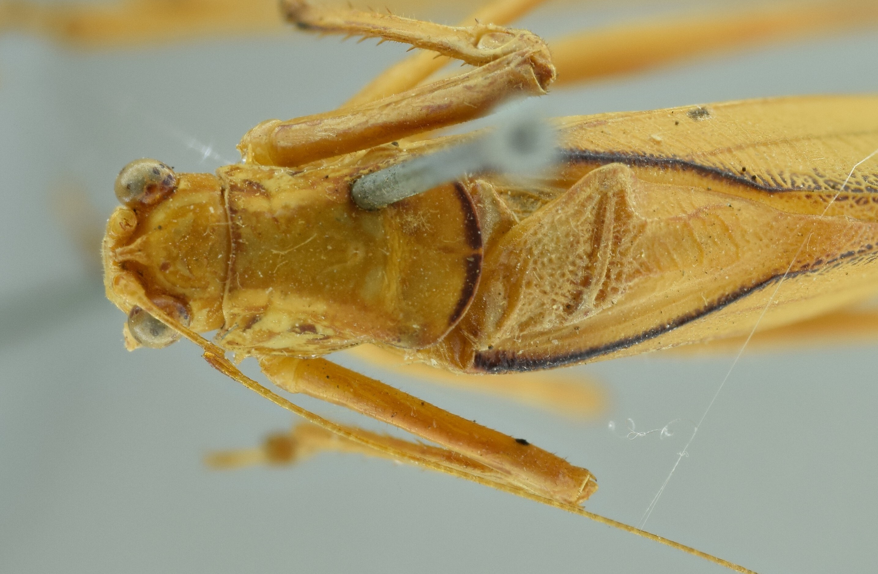 CollectionObject 1532168; NMW 3927, da87a7fb-14fc-4e06-a66c-6ae8e4e55b03: male head and pronotum, dorsal view (holotype). (CollectionObject).