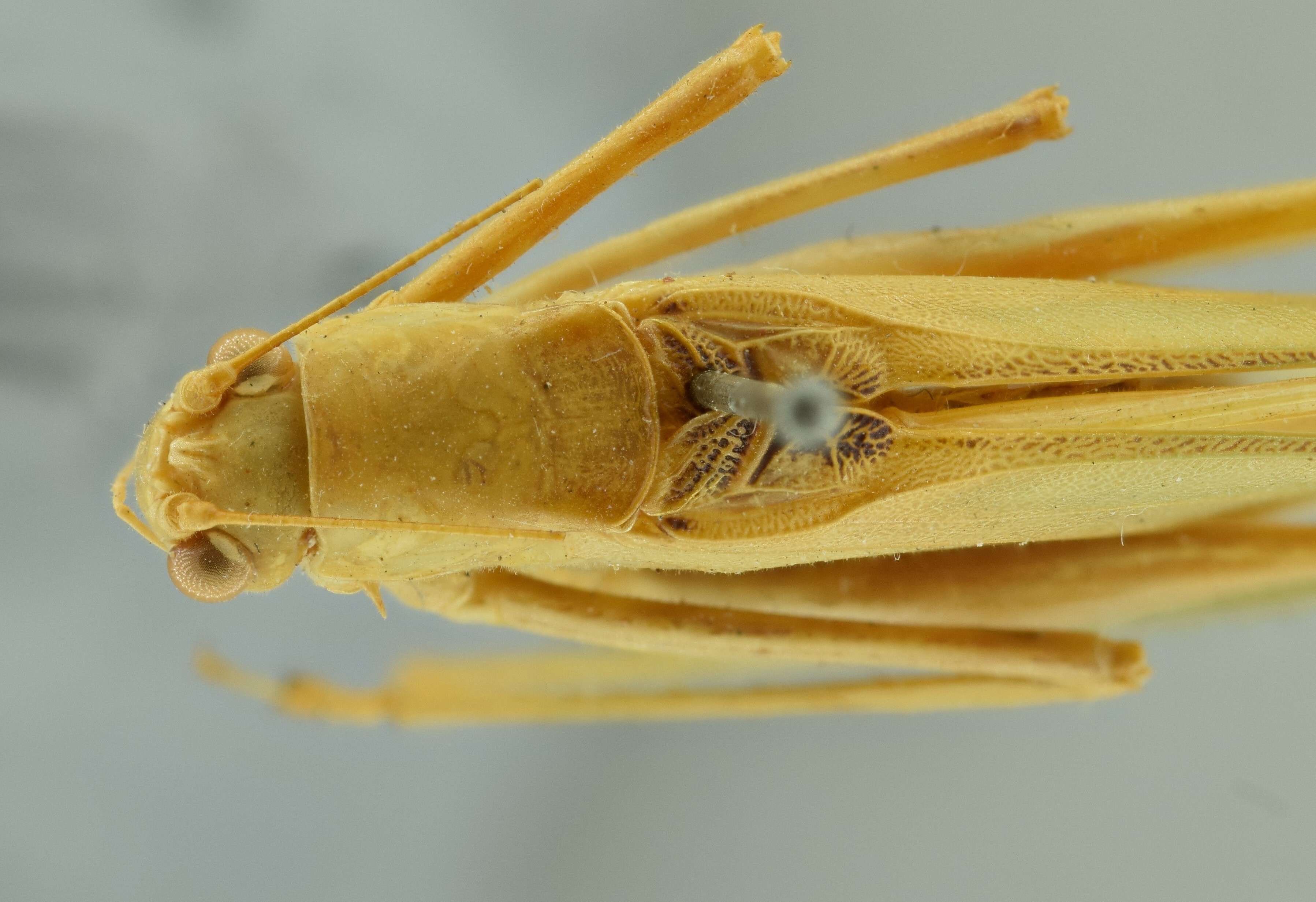 CollectionObject 1532178; 1adf74d6-67cd-4568-838a-21950ab0adc9: male head and pronotum, dorsal view (syntype). (CollectionObject).