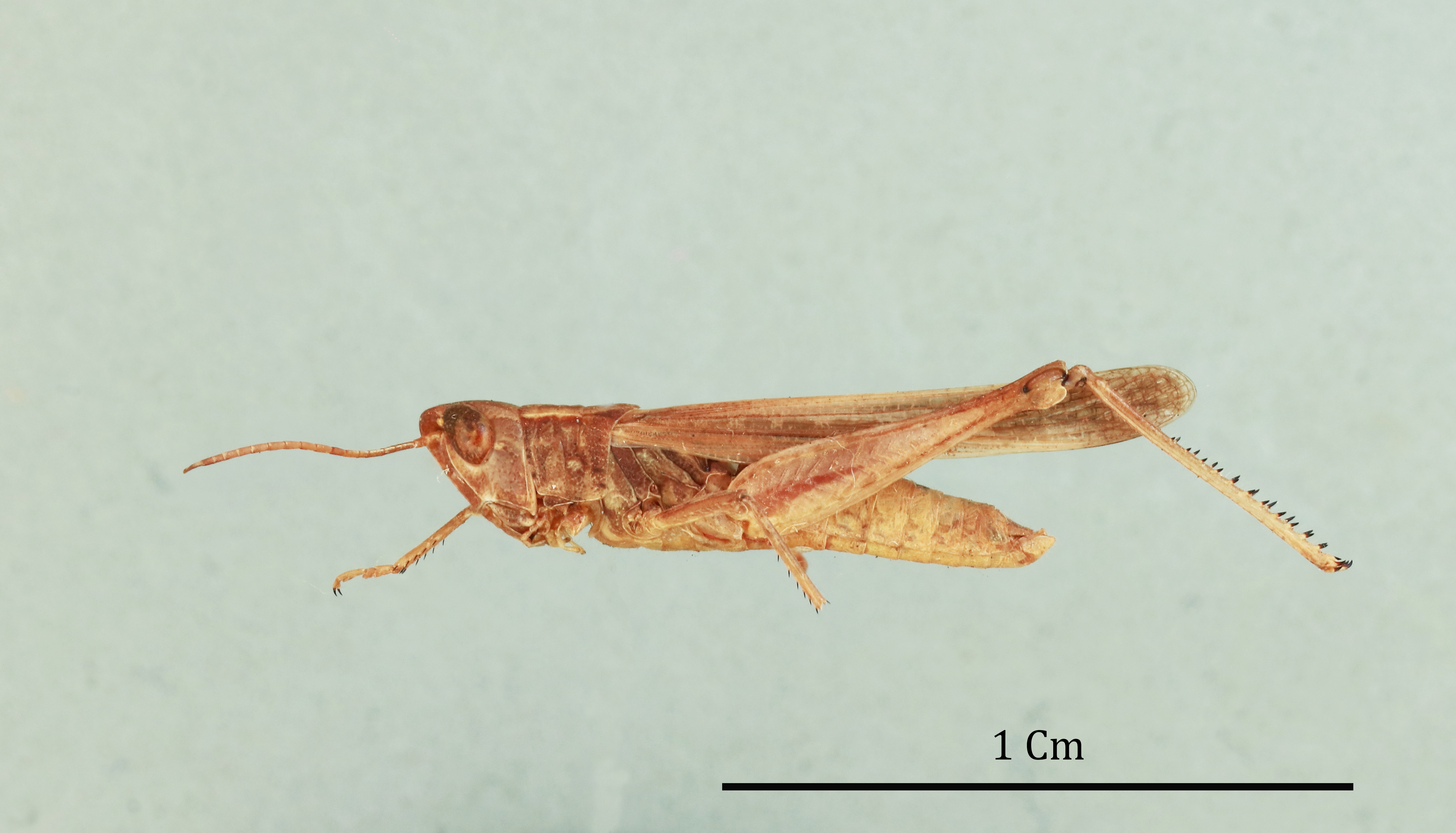 CollectionObject 1519015; 97e44d6f-144d-499a-8416-c04bcc3d77ea: male, lateral view (holotype). (CollectionObject).