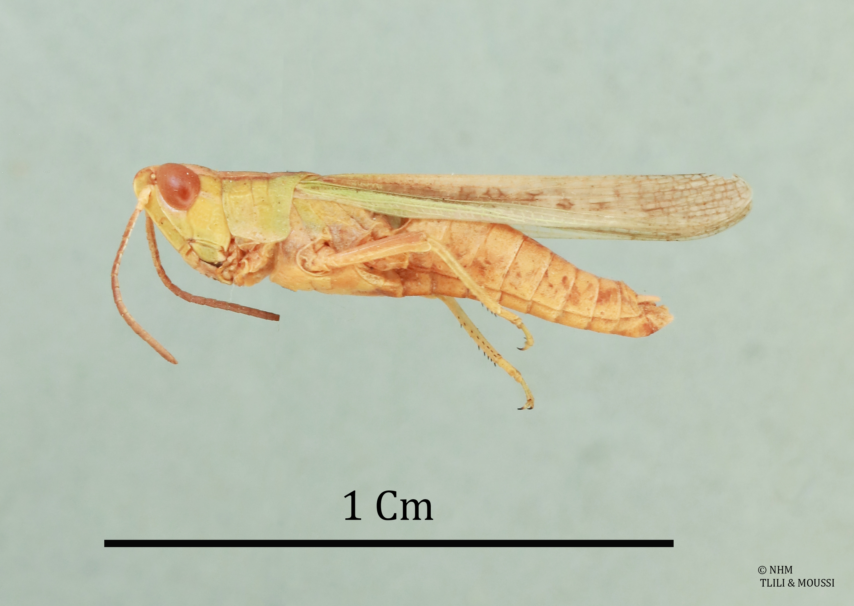 Duroniella laeviceps Uvarov, 1938: male, lateral view (holotype). (Otu).