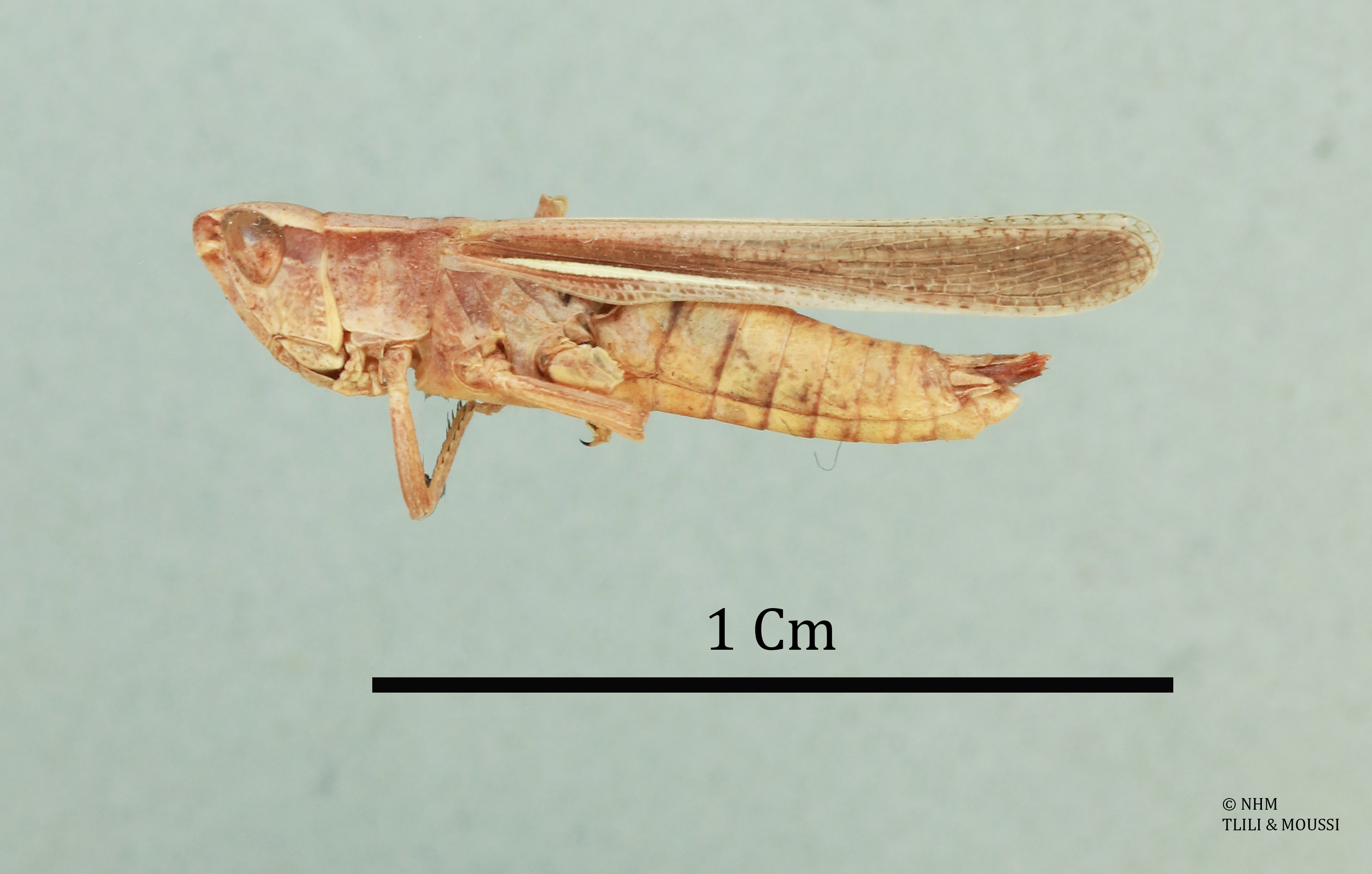 Duroniella parallella Uvarov, 1952: male, dorsal view (holotype). (Otu).