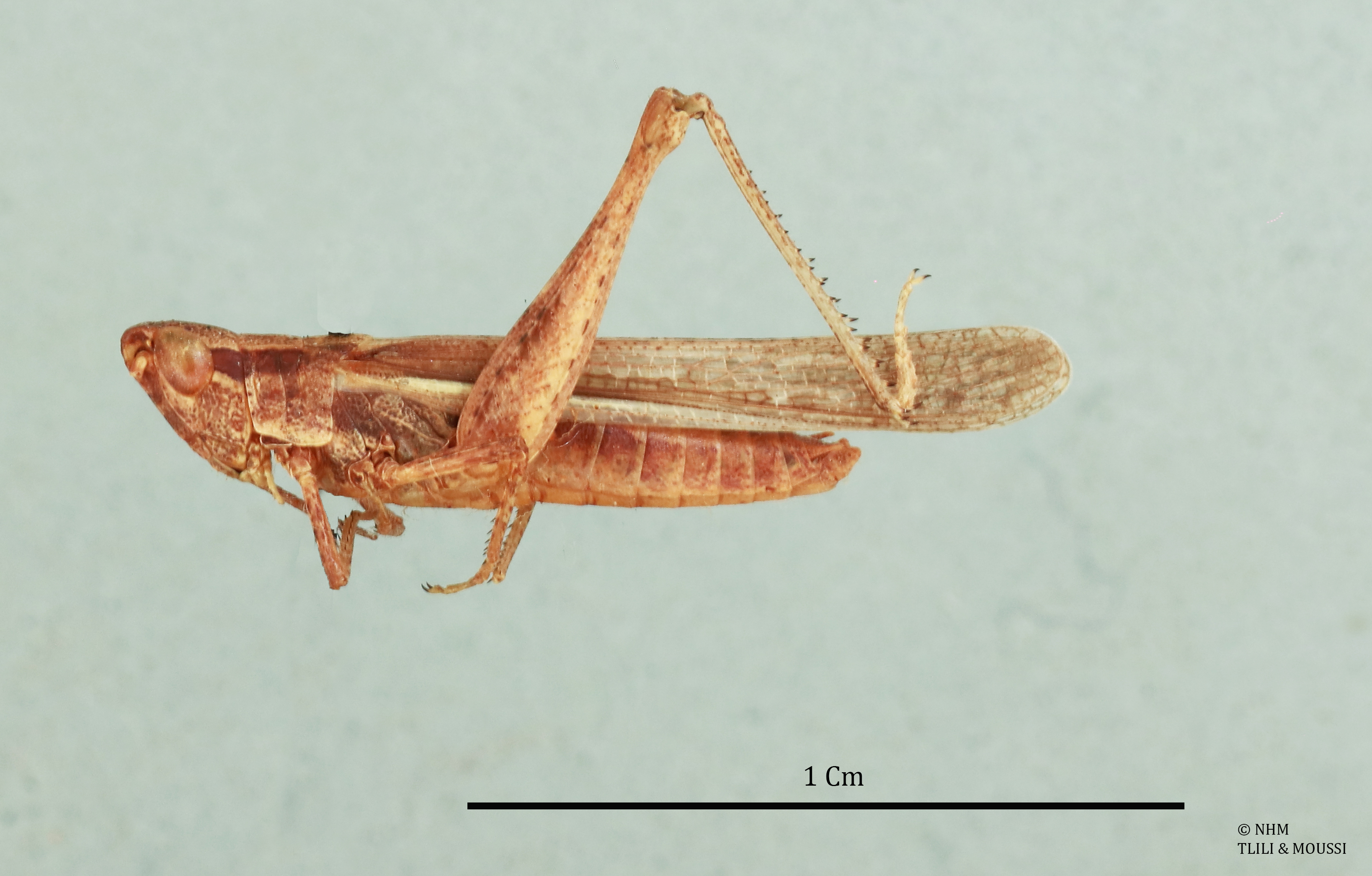 Duroniella volucris Uvarov, 1938: male, lateral view (holotype). (Otu).