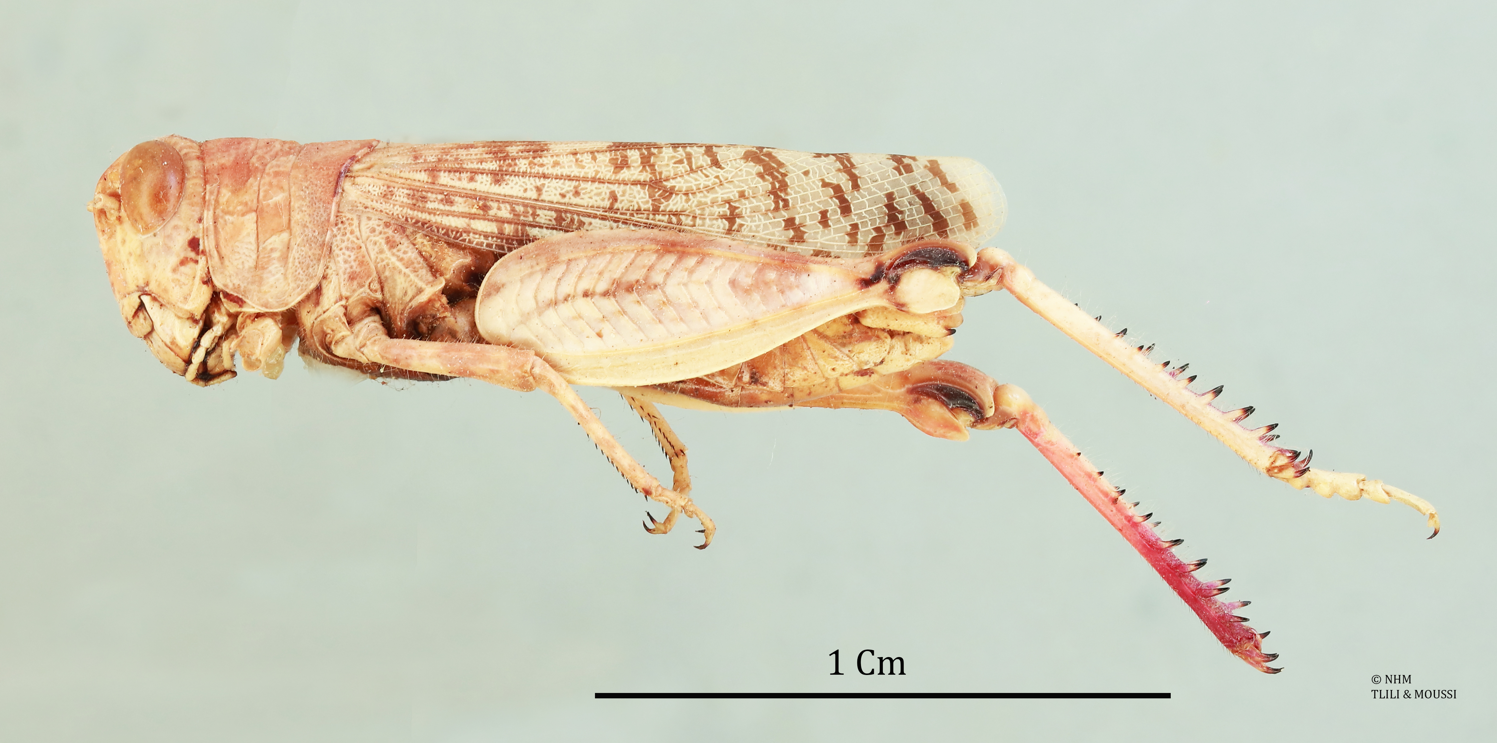 Sphodronotus cyclopterus (Uvarov, 1933): male, lateral view (holotype). (Otu).