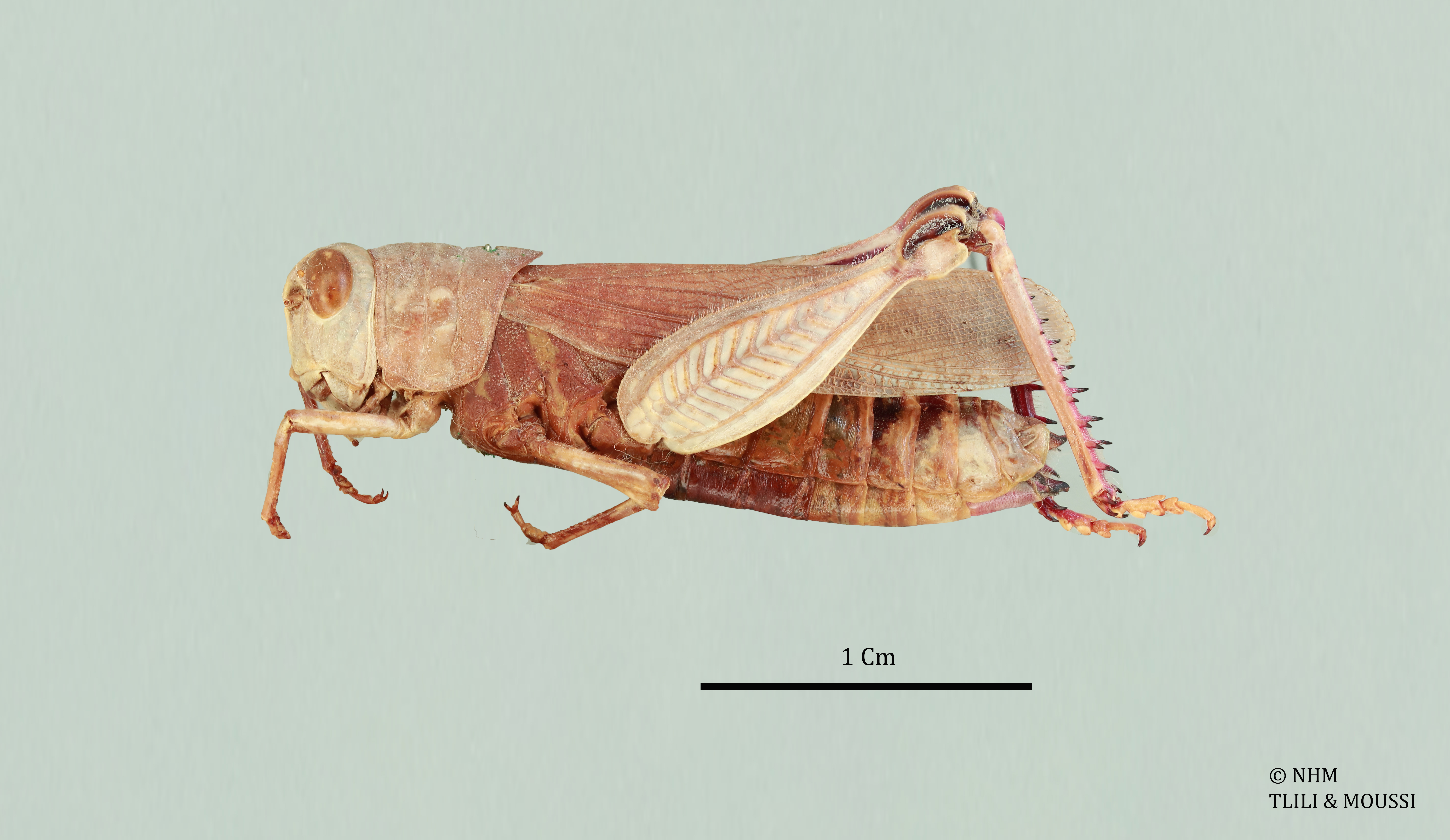 Sphodronotus grandis Popov, 1951: female, lateral view (holotype). (Otu).