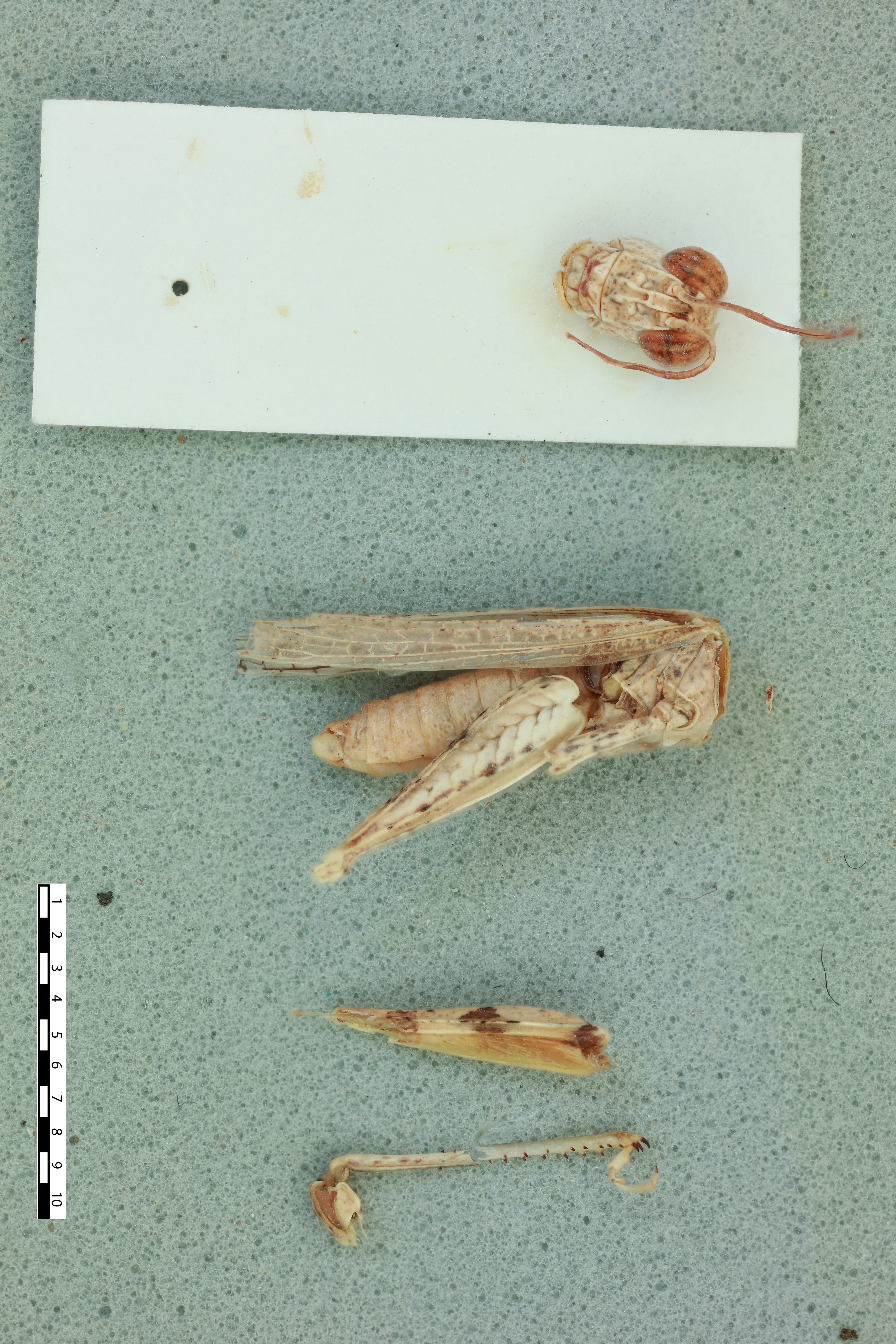 Egnatioides lizae Pfadt, 1970: male, lateral view (holotype). (Otu).