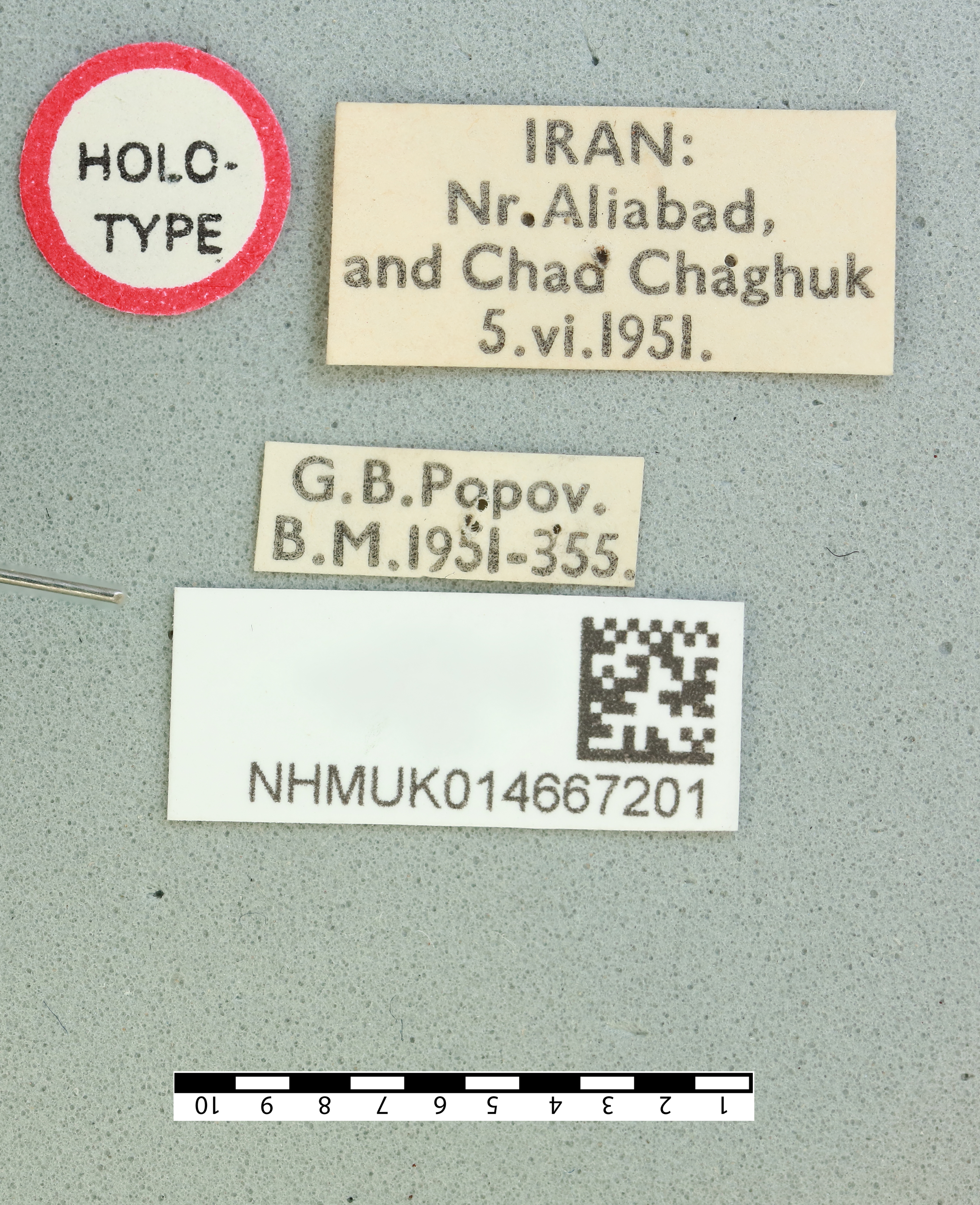Paracharora popovi Fishelson, 1993: male, labels (holotype). (Otu).