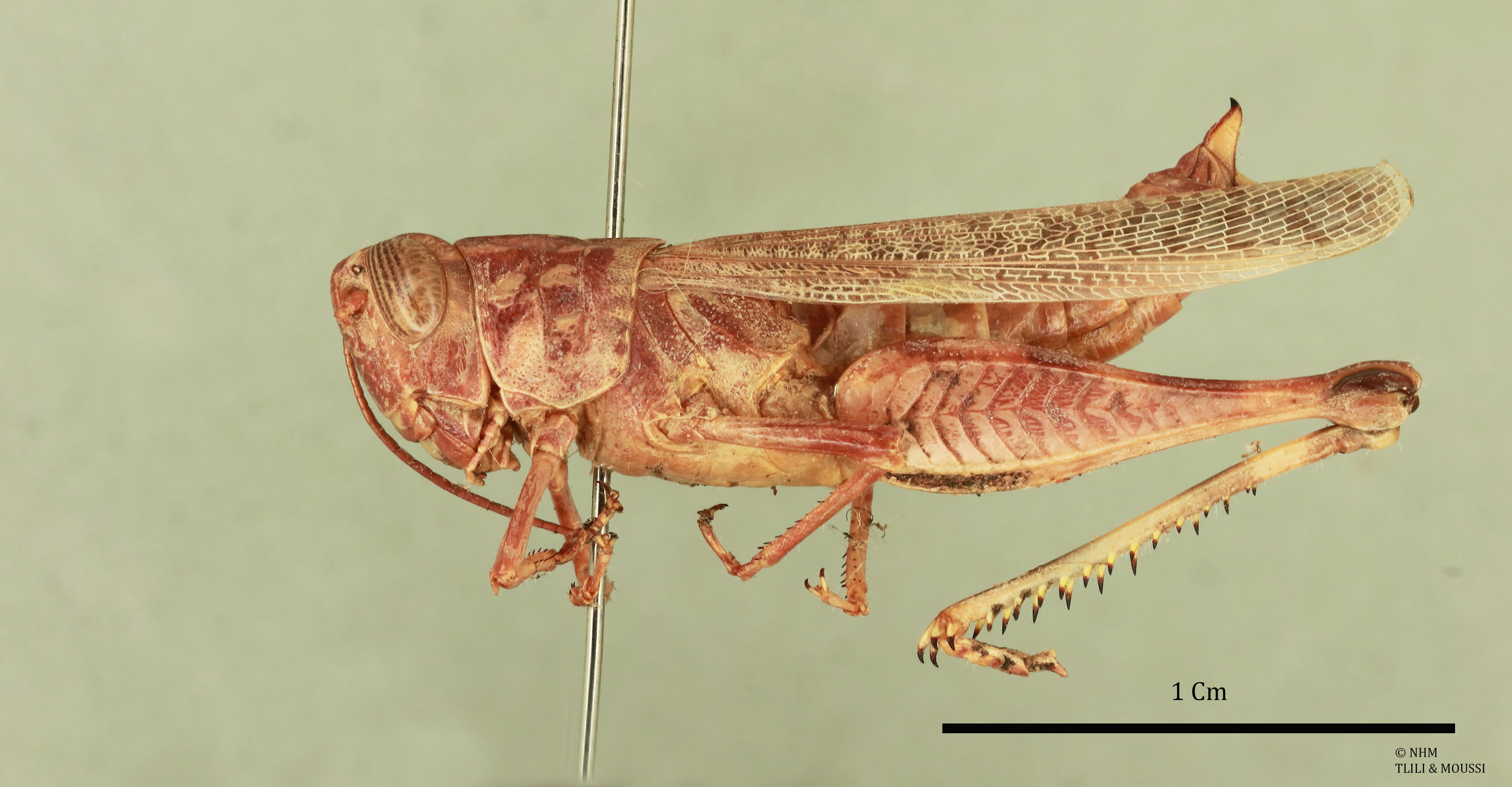 Heteracris muscatensis Popov, 1981: female, lateral view (Holotype). (Otu).