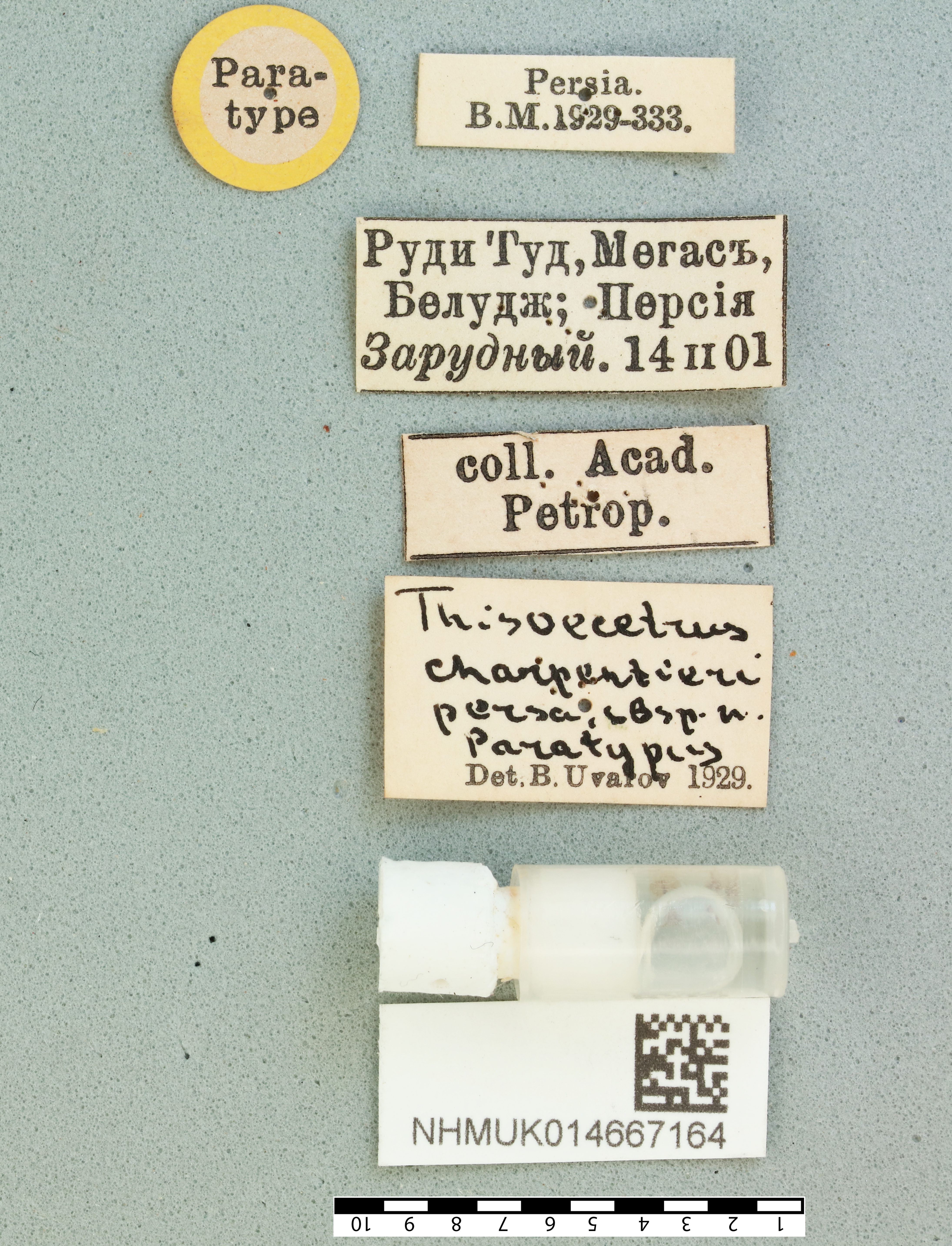 Heteracris persa (Uvarov, 1933): male, labels (paratype). (Otu).