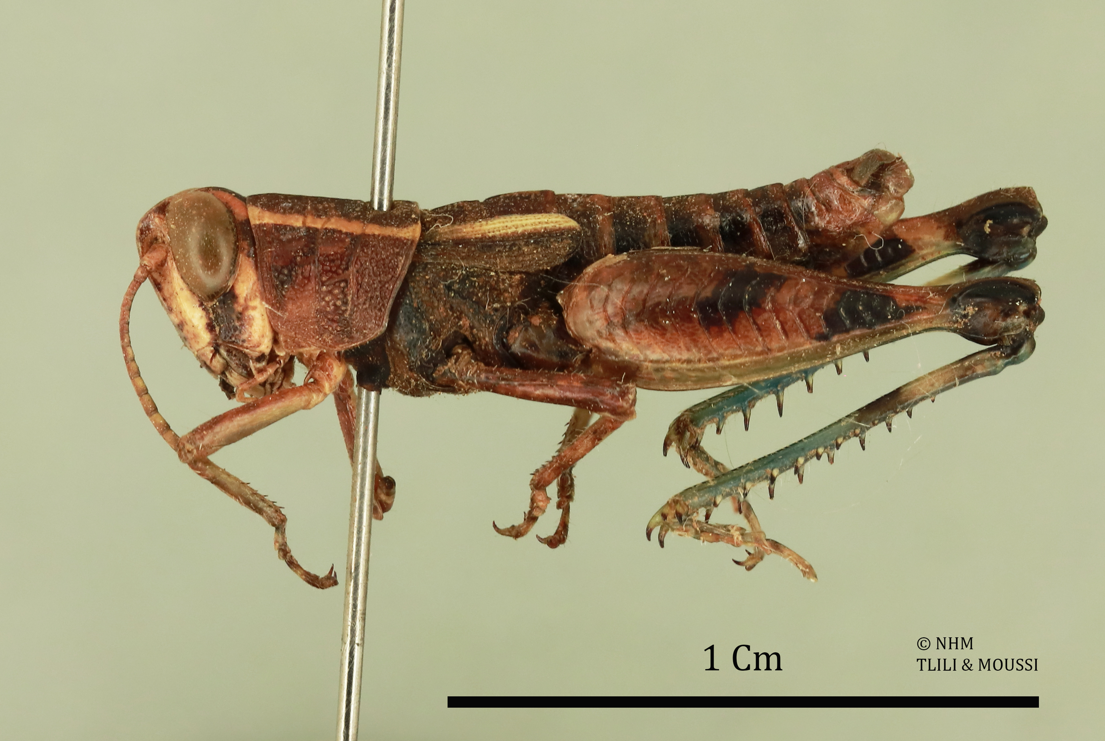 Heteracris sabaea Popov, 1981: male, lateral view (holotype). (Otu).