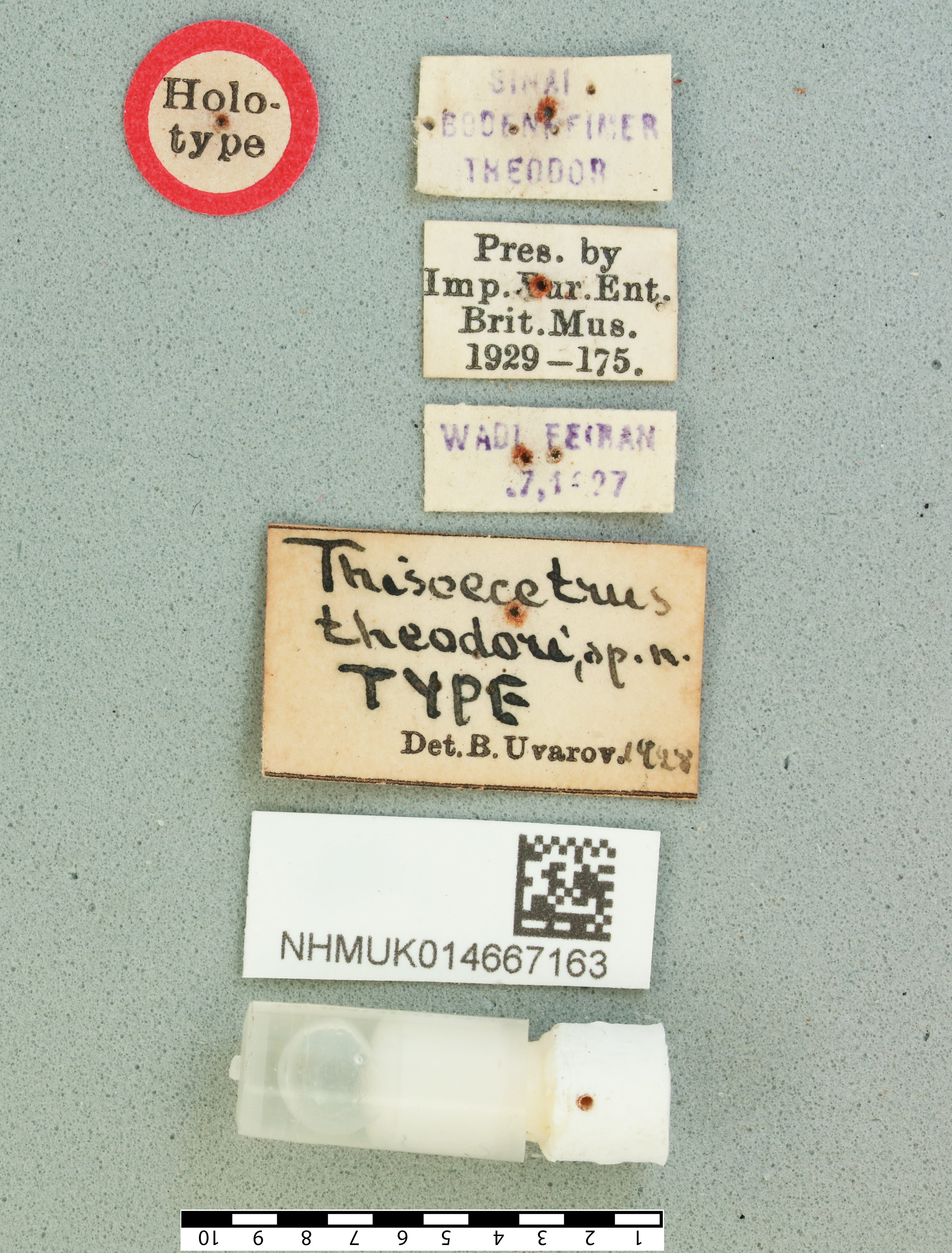 Heteracris theodori (Uvarov, 1929): male, labels (holotype). (Otu).
